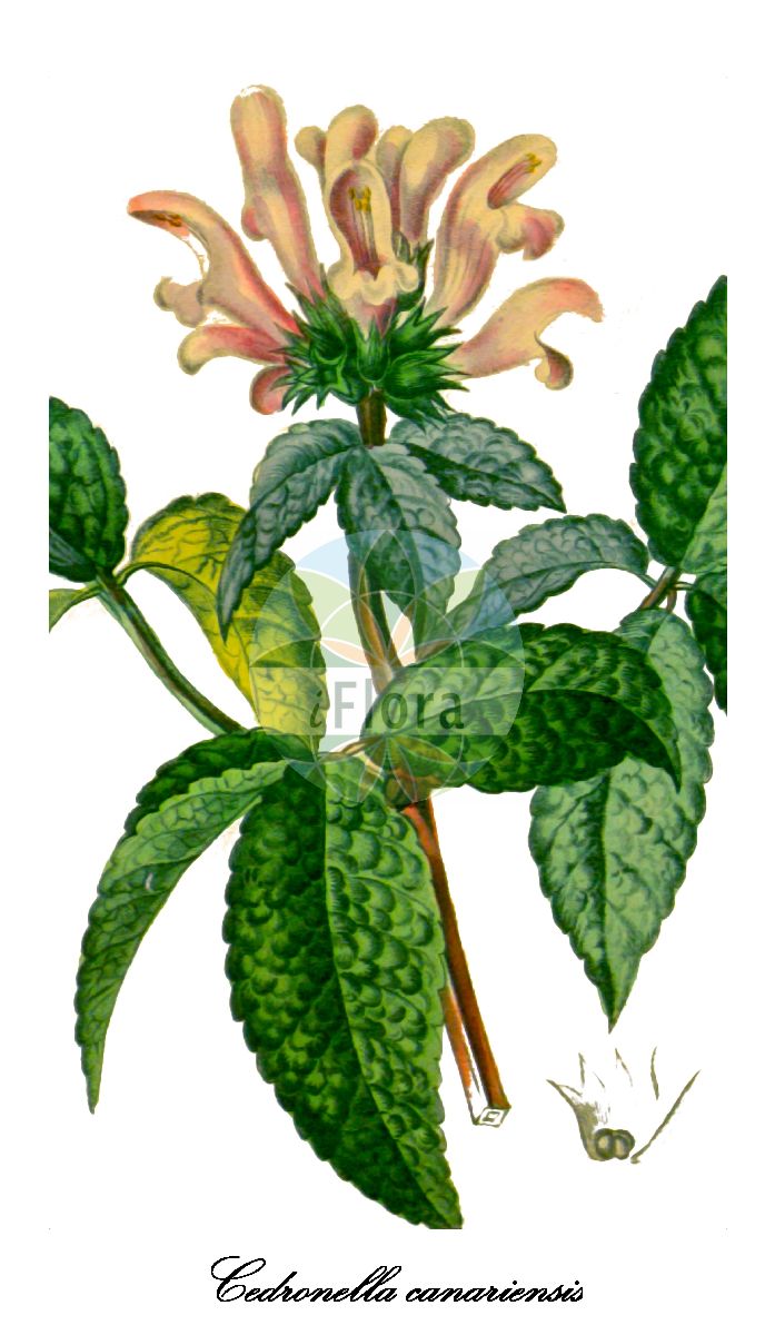 Cedronella canariensis - Lamiaceae,Plantae,Pteridobiotina,Angiosperms,Lamiales,Lamiaceae,Cedronella,Cedronella canariensis,Brittonastrum triphyllum, Cedronella madrensis, Cedronella triphylla, Dracocephalum balsamicum, Dracocephalum canariense, Dracocephalum ternatifolium,thé des Canaries;hortelã-de-burro;hortelã-de-cabra;mentastro