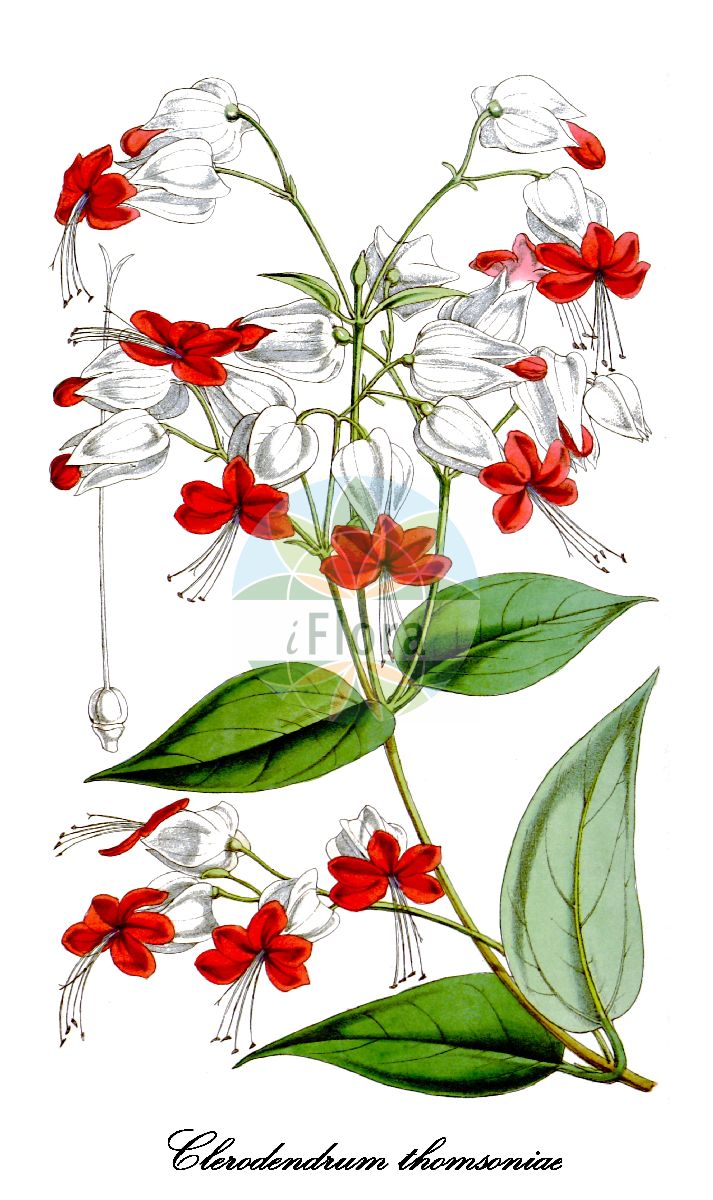 Clerodendrum thomsoniae - Lamiaceae,Plantae,Pteridobiotina,Angiosperms,Lamiales,Lamiaceae,Clerodendrum,Clerodendrum thomsoniae,Clerodendrum balfourii, Clerodendrum delectum, Clerodendrum thomsoniae var. balfourii