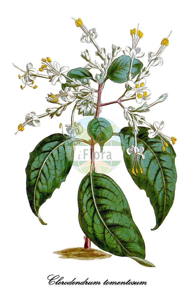Clerodendrum tomentosum - Lamiaceae,Plantae,Pteridobiotina,Angiosperms,Lamiales,Lamiaceae,Clerodendrum,Clerodendrum tomentosum,Clerodendrum tomentosum var. typicum, Volkameria tomentosa
