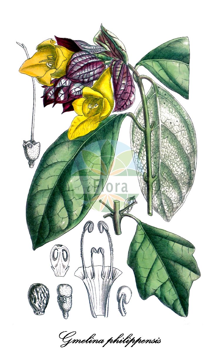 Gmelina philippensis - Lamiaceae,Plantae,Pteridobiotina,Angiosperms,Lamiales,Lamiaceae,Gmelina,Gmelina philippensis,Gmelina asiatica var. philippensis, Gmelina bracteata, Gmelina finlaysoniana, Gmelina finlaysoniana f. colorata, Gmelina finlaysoniana f. viridibracteata, Gmelina finlaysoniana var. silvestris, Gmelina hystrix, Gmelina inermis, Gmelina philippensis f. colorata, Gmelina philippensis f. transitoria, Gmelina philippensis f. viridibracteata, Gmelina szechwanensis, Gmelina thothathriana