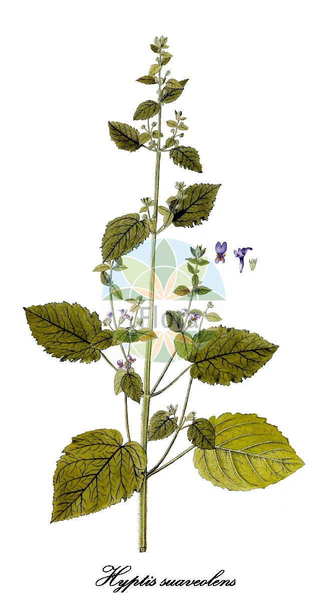 Mesosphaerum suaveolens - Lamiaceae,Plantae,Pteridobiotina,Angiosperms,Lamiales,Lamiaceae,Mesosphaerum,Mesosphaerum suaveolens,Ballota suaveolens, Bystropogon graveolens, Bystropogon suaveolens, Gnoteris cordata, Gnoteris villosa, Hyptis congesta, Hyptis ebracteata, Hyptis graveolens, Hyptis graveolens, Hyptis plumieri, Hyptis suaveolens, Marrubium indicum, Schaueria graveolens
