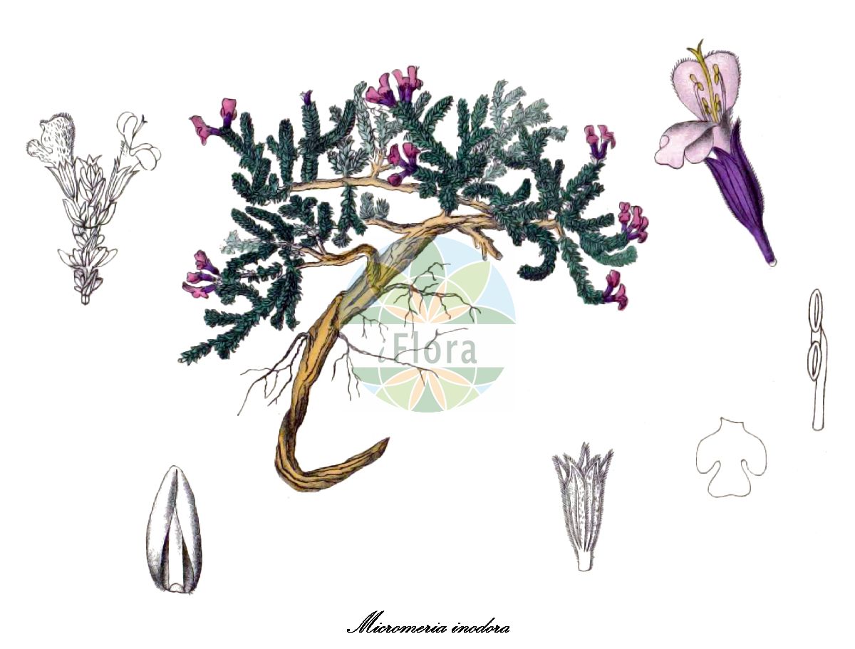Micromeria inodora - Lamiaceae,Plantae,Pteridobiotina,Angiosperms,Lamiales,Lamiaceae,Micromeria,Micromeria inodora,Clinopodium inodorum, Micromeria approximata subsp. barceloi, Micromeria barceloi, Micromeria barceloi var. africana, Satureja barceloi, Satureja fontanesii, Satureja fontanesii var. barceloi, Satureja inodora, Thymus hispanicus, Thymus inodorus, Thymus mutisii,thym inodore;brolla;микромерия мелкоцветковая;frígola bona;لزير الاحمر