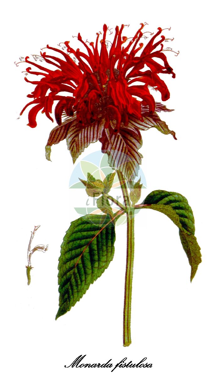 Monarda fistulosa - Lamiaceae,Plantae,Pteridobiotina,Angiosperms,Lamiales,Lamiaceae,Monarda,Monarda fistulosa,Monarda fistulosa var. typica,Wilde Monarde