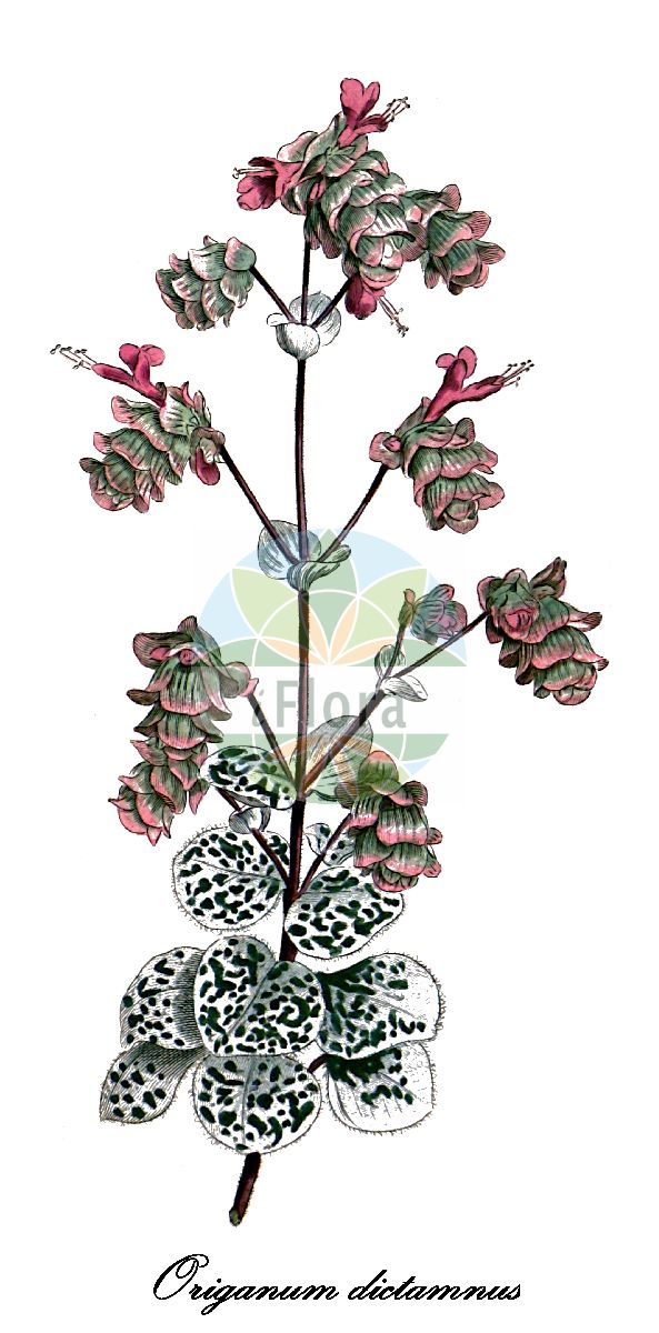 Origanum dictamnus - Lamiaceae,Plantae,Pteridobiotina,Angiosperms,Lamiales,Lamiaceae,Origanum,Origanum dictamnus,Amaracus dictamnus, Amaracus tomentosus, Majorana dictamnus, Origanum dictamnifolium, Origanum saxatile,Kretischer Dost;Diptam-Dost;oregano de Creta;origano di Candia;girit kekiği
