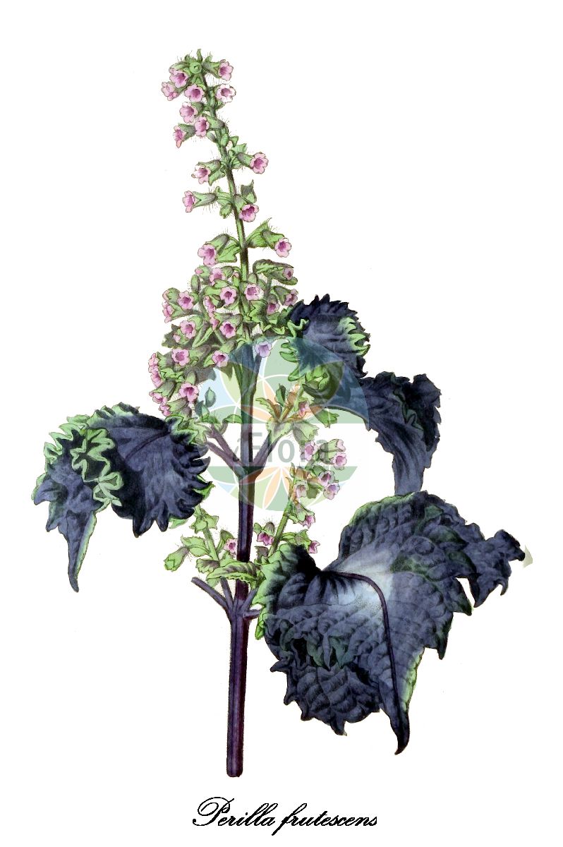 Perilla frutescens - Lamiaceae,Plantae,Pteridobiotina,Angiosperms,Lamiales,Lamiaceae,Perilla,Perilla frutescens,Ocimum frutescens, Perilla frutescens var. typica, Perilla ocymoides, Perilla urticifolia,Schwarznessel;shiso cultivé;shisho morado;shiso verde;Japanse peterselie;perila-branca;многолетняя перилла;перилла кустарниковая;перилла многолетняя;örter bladmynta;e-goma;egora;remon-e-goma;shiso;エゴマ;シソ;レモンエゴマ;перила нанкінська;перила чагарникова;huí huí sū;zǐ sū;回回苏;紫苏