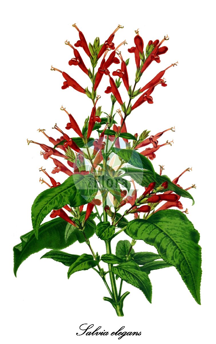 Salvia elegans - Lamiaceae,Plantae,Pteridobiotina,Angiosperms,Lamiales,Lamiaceae,Salvia,Salvia elegans,Salvia camertoni, Salvia elegans var. sonorensis, Salvia incarnata, Salvia longiflora, Salvia microcalyx, Salvia microculis, Salvia punicea, Salvia rutilans,Ananas-Salbei;Zierlicher Salbei