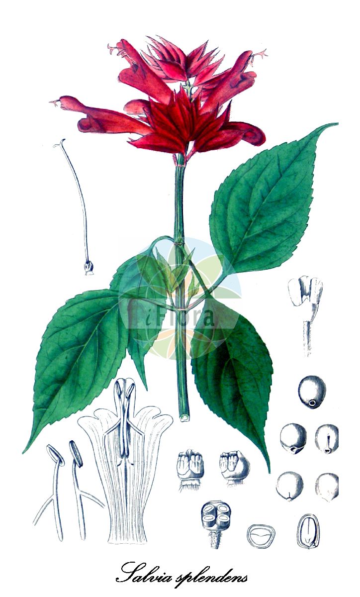 Salvia splendens - Lamiaceae,Plantae,Pteridobiotina,Angiosperms,Lamiales,Lamiaceae,Salvia,Salvia splendens,Fenixanthes splendens, Horminum splendens, Jungia splendens, Salvia brasiliensis, Salvia colorans, Salvia issanchou,Glänzender Salbei;sauge écarlate;sauge rouge;coral;salvia rossa;laage zegge;vuursalie;сальвия блестящая;сальвия сплеяденс;шалфей сверкающий;sherbelë;szałwia błyszcząca;higoromosô;sarubia;sarubia supurendensu;サルビア;サルビアスプレンデンス;ヒゴロモソゥ;paprikavirág;šalvěj zářivá;šalvia žiarivá;шавлія блискуча;блестяща салвия;пламък;yī chuàn hóng;一串红