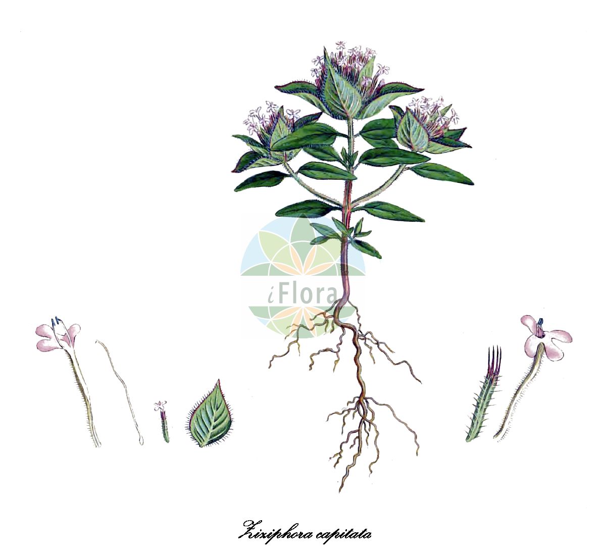 Ziziphora capitata - Lamiaceae,Plantae,Pteridobiotina,Angiosperms,Lamiales,Lamiaceae,Ziziphora,Ziziphora capitata,Cunila capitata, Ziziphora clinopodioides var. integrifolia,Kopf-Steinminze;ziziphore à fleurs capitées;ziziphore en tête;zizifora;зизифора головчатая;anuk;ziziforë;главеста зизифора;зизифора;abbuvit mekurkefet;אַבּוּבִית מְקֻרְקֶפֶת