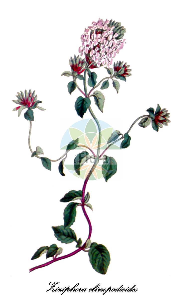 Ziziphora clinopodioides - Lamiaceae,Plantae,Pteridobiotina,Angiosperms,Lamiales,Lamiaceae,Ziziphora,Ziziphora clinopodioides,зизифора клиноподиевидная;зизифора пахучковидная;dağ reyhanı;abbuvit hachar tummim;אַבּוּבִית הַחַרְטֻמִּים