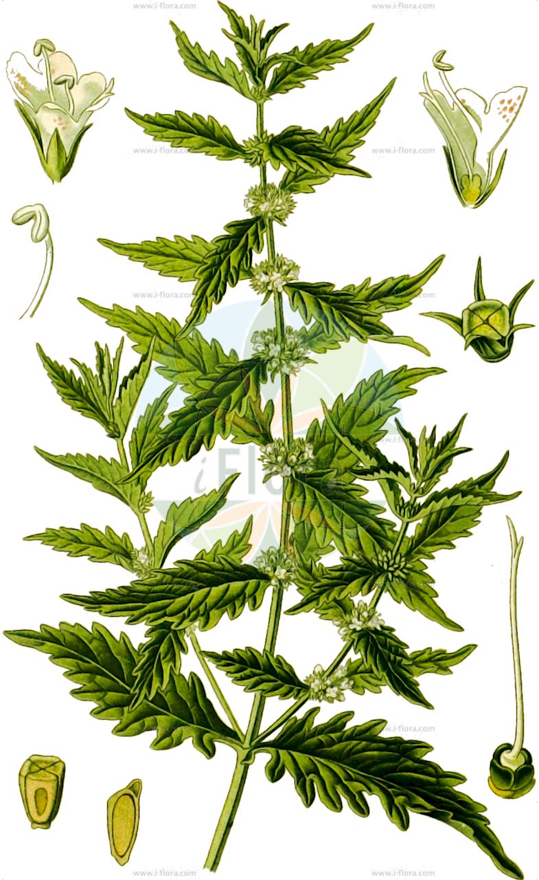 Lycopus europaeus - Lamiaceae,Plantae,Pteridobiotina,Angiosperms,Lamiales,Lamiaceae,Lycopus,Lycopus europaeus,Lycopus alboroseus, Lycopus albus, Lycopus aquaticus, Lycopus decrescens, Lycopus europaeus f. glabrescens, Lycopus europaeus f. glabrescens, Lycopus europaeus f. lanuginosus, Lycopus europaeus f. pusillus, Lycopus europaeus f. velutina, Lycopus europaeus prol. menthifolius, Lycopus europaeus subsp. menthifolius, Lycopus europaeus subsp. mollis, Lycopus europaeus var. elatior, Lycopus europaeus var. glabrescens, Lycopus europaeus var. hirsutus, Lycopus europaeus var. incanus, Lycopus europaeus var. menthifolius, Lycopus europaeus var. mollis, Lycopus europaeus var. procerior, Lycopus europaeus var. pubescens, Lycopus europaeus var. stolonifer, Lycopus europaeus var. subpinnatifidus, Lycopus europaeus var. trichophora, Lycopus laciniatus, Lycopus menthifolius, Lycopus mollis, Lycopus niger, Lycopus palustris, Lycopus riparius, Lycopus riparius var. incisus, Lycopus solanifolius, Lycopus souliei, Lycopus vulgaris,Ufer-Wolfstrapp;Weicher Ufer-Wolfstrapp;Gewöhnlicher Ufer-Wolfstrapp;Gewöhnlicher Wolfstrapp;Gewöhnlicher Wolfsfuß;Ganz Gewöhnlicher Wolfsfuß;Europäischer Wolfsfuss;gipsywort;gypsywort;european bugleweed;waterhorehound;Lycope d'Europe;Pied de loup;patte de loup;chanvre d'eau;crumiève;grumène;lance du Christ;marrube aquatique;menta de lobo;hierba de lobo;manrubio de agua;marrubio acuático;marrubio de agua;menta de burro;patilobo;pie de lobo;Erba sega comune;erba sega;licopia;marrubio acquatico;erba-sega comune;wolfspoot;marroio-de-água;зюзник европейский;kurtayağı;këmbujku i Evropës;likopës;malrubí d'aigua;peu de llop;obična vučja noga;kloört;strandklo;sværtevæld;karbieniec pospolity;navadni regelj;vízi peszérce;karbinec evropský;karbinec rolní;piciorul lupului;karbinec európsky;вовконіг європейський;Европейска катушка;катушка;harilik parkhein;Eiropas vilknadze;klourt;rantayrtti;вучја нога;гагамија;обична гагамија;чешњаста вучја нога;kaf-ze'ev eiroppit;כַּף=זְאֵב אֵירוֹפִּית;paprastoji vilkakojė;λύκοπος;ōu dì sǔn;欧地笋
