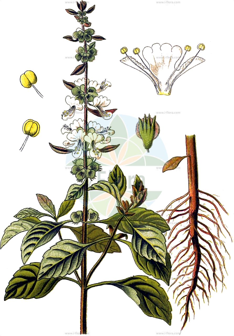 Ocimum basilicum - Lamiaceae,Plantae,Pteridobiotina,Angiosperms,Lamiales,Lamiaceae,Ocimum,Ocimum basilicum,Ocimum odorum,Basilikum;Basilienkraut;Basilie;Basilic;basilic à petites feuilles;basilic des jardins;herbe royale;albahaca chilena;albahaca fina;albahaca de Ceilán;albahaca de jardines;hierba de salitre;alhábega;hierba de los reyes;albahaca;alfábega;Basilico;basilico genovese;bassilico;basilico nano;basilico minore;kleinbladige basilicum;krus-nate;bazielkruid;tuinbasilicum;basilicum;manjerico;alfavaca;mangerição;mangericão;manjericão;basilicão;manjericão-grande;manjerico-de-folhas-grandes;душистый базилик;мелколистый базилик;базилик мелколистый;камфорный базилик;обыкновенный базилик;огородный базилик;базилик обыкновенный;базилик душистый;базилик камфорный;базилик огородный;fesleğen;alfabaguera;alfàbrega;aufàbiga;aufàtia;bosiljak;basilika;småbladig basilika;klotbasilika;sød basilikum;bazylia pospolita;bajiru;mebôki;バジル;メボウキ;bazsalikom;bazalka pravá;bazalka pravá;васильки справжні;luó lè;罗勒