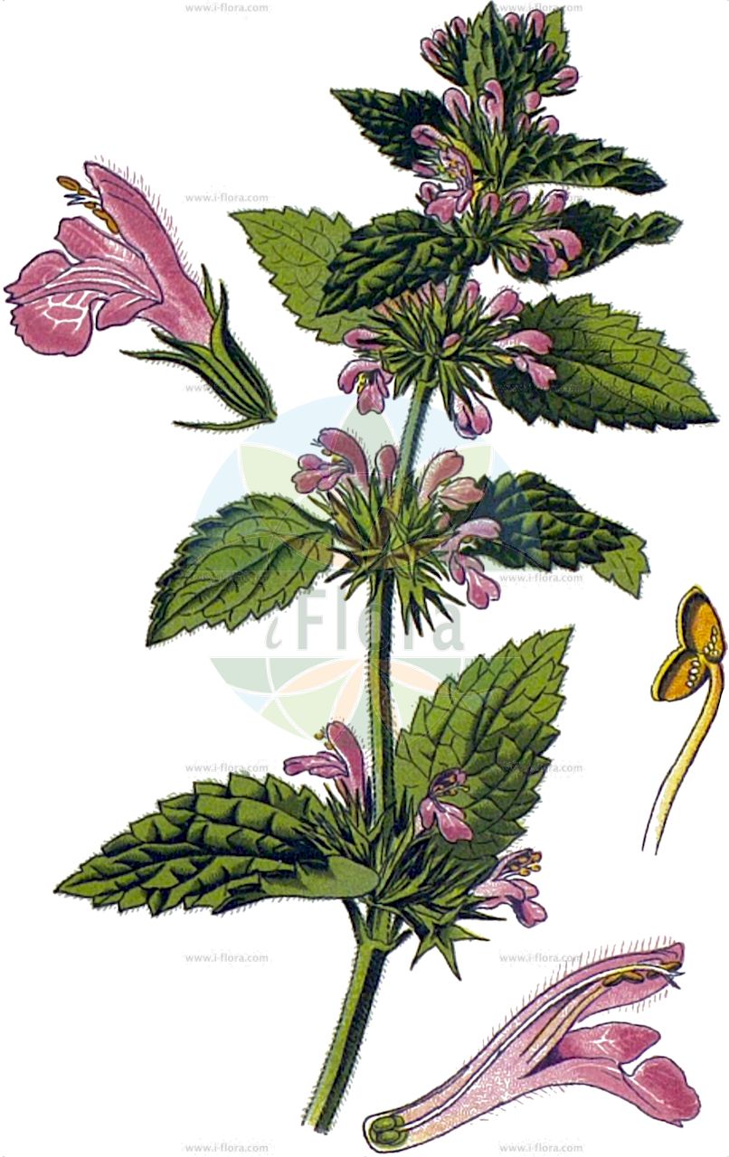 Ballota nigra - Lamiaceae,Plantae,Pteridobiotina,Angiosperms,Lamiales,Lamiaceae,Ballota,Ballota nigra,Ballota foetida, Ballota sordida, Marrubium nigrum, Stachys ballota,Gewöhnliche Schwarznessel;Kurzzähnige Schwarznessel;Schwarznessel;Stinkandorn;Stink-Schwarznessel;Weißer Gottvergess;Schwarzer Gottvergess;black horehound;stinking horehound;Ballote noire;marrube noir;ballote;ballote fétide;ballote puante;marrubio negro;marrubio rojo;malrubi;balota;manrubio bastardo;manrubio fétido;manrubio negro;marreu;marrubio bastardo;marrubio fétido;marrubio hediondo;ortiga blanca;ortiga borde;ortiga muerta;Marrubio selvatico;marrobio fetido;cimiciotta comune;marrubio fetido;mat-pumpa;stinkende ballote;balota;erva-das-lamparinas;erva-dos-pavios;marroio-negro;белокудренник северный;белокудренник сорный;белокудренник чёрный;чернокудренник;yalancı ısırgan;ballotë;balota e zezë;barrumbí;herba pudenta;malroig;malrubí bord;malrubi negre;malrubí pelut;marreus;ortiga borda;ortigues;crnoglavac;bosyska;rød tandbæger;tandbæger;mierznica czarna;črna lahkotnica;fekete peszterce;měrnice černá;cătușe;urechea porcului;balota čierna;mernica čierna;м'яточник чорний;черно кандилниче;must karunõges;melnā zīlaine;vanlig hunderot;putkiporro;модри тетрљан;gallonit mav'ishah;גַּלּוֹנִית מַבְאִישָׁה;marrubja sewda;aukštasis akenis