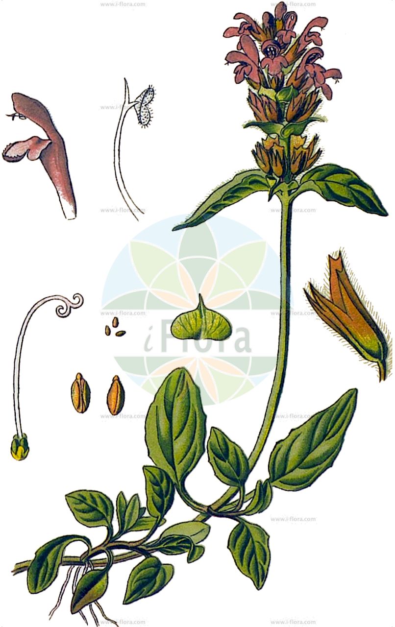 Prunella vulgaris - Lamiaceae,Plantae,Pteridobiotina,Angiosperms,Lamiales,Lamiaceae,Prunella,Prunella vulgaris,Prunella vulgaris subsp. parviflora,Gewöhnliche Braunelle;Gewöhnliche Brunelle;Kleine Brunelle;Kleine Braunelle;selfheal;common selfheal;heal-all;Brunelle commune;prunelle commune;petite consoude;charbonnière;brunelle;prunelle;prunette;herbe au charpentier;brunette;curalotodo;hierba de las heridas;brunela;brinola;hierba negra;hierba mora;brunella;consuelda menor;hierba de carpintero;hierba del podador;manguera;orejas de gato;prunela;uña de caballo;Brunella;Prunella comune;brunella comune;consolida minore;basilico selvatico;morella comune;morella;gewoone brunel;late troskers;gewone brunel;erva-ferrea;erva-férrea;prunela;erva-das-fridas;consolda-menor;черноголовка обыкновенная;gelincikleme otu;kokëza;prunela e rëndomtë;prunelë;brunel·la vulgar;érico;herba de la princesa;herba de les ferides;herba del traidor;prunel·la vulgar;obična celinščica;brunört;almindelig brunelle;głowienka pospolita;utsubogusa;navadna črnoglavka;közönséges gyíkfű;černohlávek obecný;busuioc de cîmp;čiernohlávok obyčajný;суховершки звичайні;обикновено усойниче;пришница обикновена;harilik käbihein;parastā brūngalvīte;blåkoll;ahoniittyhumala;blákolla;обицни црњевац;обична целиншчица;црњ;црњевац;paprastoji juodgalvė;κοινό βουτυρόχορτο;xià kū cǎo;夏枯草