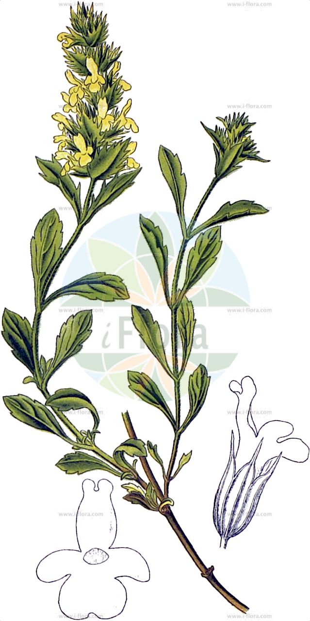 Sideritis hyssopifolia - Lamiaceae,Plantae,Pteridobiotina,Angiosperms,Lamiales,Lamiaceae,Sideritis,Sideritis hyssopifolia,Fracastora alpestris, Fracastora scordioides, Sideritis alpina, Sideritis alpina, Sideritis bastanitsensis, Sideritis brachycalyx, Sideritis brachystachys, Sideritis brevispica, Sideritis cantabrica, Sideritis castellana, Sideritis caureliana, Sideritis chamaedryoides, Sideritis crenata, Sideritis eynensis, Sideritis fetida, Sideritis foetida, Sideritis gouanii, Sideritis grandis, Sideritis guillonii, Sideritis guillonii subsp. brevispica, Sideritis guillonii subsp. peyrei, Sideritis hyssopifolia f. alpina, Sideritis hyssopifolia f. angustifolia, Sideritis hyssopifolia prol. pastoris, Sideritis hyssopifolia prol. peyrei, Sideritis hyssopifolia prol. vidalii, Sideritis hyssopifolia subsp. alavesa, Sideritis hyssopifolia subsp. alpina, Sideritis hyssopifolia subsp. aranensis, Sideritis hyssopifolia subsp. brachycalyx, Sideritis hyssopifolia subsp. castellana, Sideritis hyssopifolia subsp. caureliana, Sideritis hyssopifolia subsp. eynensis, Sideritis hyssopifolia subsp. gouanii, Sideritis hyssopifolia subsp. guillonii, Sideritis hyssopifolia subsp. nocedoi, Sideritis hyssopifolia subsp. pastoris, Sideritis hyssopifolia subsp. peyrei, Sideritis hyssopifolia subsp. santanderina, Sideritis hyssopifolia subsp. somedana, Sideritis hyssopifolia subsp. vizcaina, Sideritis hyssopifolia var. alpina, Sideritis hyssopifolia var. alpina, Sideritis hyssopifolia var. angustifolia, Sideritis hyssopifolia var. aranensis, Sideritis hyssopifolia var. brachycalyx, Sideritis hyssopifolia var. bracteosa, Sideritis hyssopifolia var. castellana, Sideritis hyssopifolia var. castellana, Sideritis hyssopifolia var. crenata, Sideritis hyssopifolia var. dentifolia, Sideritis hyssopifolia var. incana, Sideritis hyssopifolia var. integrifolia, Sideritis hyssopifolia var. laxispica, Sideritis hyssopifolia var. longespica, Sideritis hyssopifolia var. longiatenuata, Sideritis hyssopifolia var. longicaulis, Sideritis hyssopifolia var. peyrei, Sideritis hyssopifolia var. peyrei, Sideritis hyssopifolia var. phyllantha, Sideritis hyssopifolia var. pyrenaica, Sideritis hyssopifolia var. salcedoi, Sideritis hyssopifolia var. somedana, Sideritis hyssopifolia var. spicata, Sideritis hyssopifolia var. villarsii, Sideritis integrifolia, Sideritis jurana, Sideritis latiuscula, Sideritis linearifolia, Sideritis longicaulis, Sideritis longifolia, Sideritis lucida, Sideritis mariae, Sideritis pastoris, Sideritis pastoris var. laxiflora, Sideritis pastoris var. subalpina, Sideritis patula, Sideritis pavillardii, Sideritis peyrei, Sideritis peyrei subsp. castellana, Sideritis peyrei subsp. guillonii, Sideritis peyrei subsp. pastoris, Sideritis peyrei var. gouanii, Sideritis peyrei var. incana, Sideritis peyrei var. laxispica, Sideritis peyrei var. vidalii, Sideritis pilibunda, Sideritis platystachya, Sideritis pyrenaica, Sideritis pyrenaica var. alpina, Sideritis remotior, Sideritis scordioides, Sideritis scordioides subsp. guillonii, Sideritis scordioides var. alpina, Sideritis scordioides var. angustifolia, Sideritis scordioides var. crenata, Sideritis scordioides var. guillonii, Sideritis scordioides var. hyssopifolia, Sideritis scordioides var. incana, Sideritis scordioides var. peyrei, Sideritis spinosa, Sideritis subsect. Aranensis, Sideritis vagans, Sideritis vidalii, Stachys guillonii, Stachys guillonii subsp. hyssopifolia,Ysopblättriges Gliedkraut;Ysop-Gliedkraut;Crapaudine à feuilles d'hysope;thé des montagnes;crapaudine d'Eyne;crapaudine des Pyrénées;crapaudine de Guillon;crapaudine de Peyre;hisopillo;samarilla blanca;té borriquero;té de glera;té de la peña;té de monte;té de pastor;té de roca;té de tasca;té fino;té purgante;té rastrero;té verdadero;Stregonia alpina;железница иссополистная;esparbonella;herba del bàlsam;te de bosc;te de Galba;te de la muntanya;te de roc;te salvatge;timonet;očist