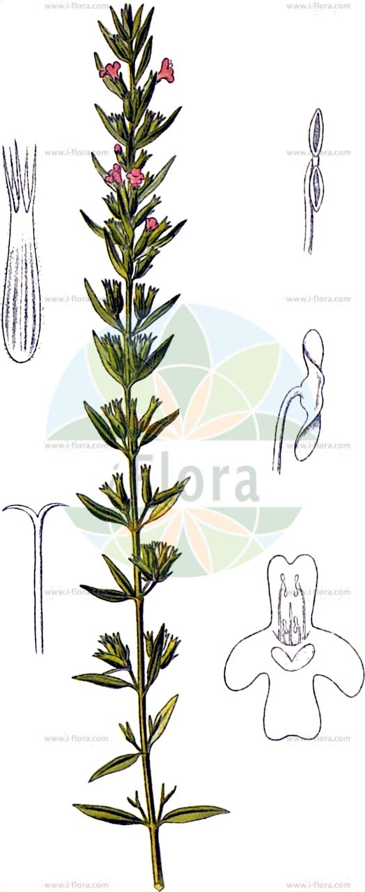 Micromeria graeca - Lamiaceae,Plantae,Pteridobiotina,Angiosperms,Lamiales,Lamiaceae,Micromeria,Micromeria graeca,Clinopodium graecum, Satureja graeca,Griechische Bergminze;micromérie de Grèce;micromérie grecque;sarriette grecque;ajedrea de monte;colicosa;hisopo bravo;poleo de varillas;tomillo de invierno;tomillo rojo;issopo meridionale;micromeria greca;hissopo-bravo;микромерия греческая;пахучка греческая;boğumcuk;bishtmi;herba d'olives;micromèria grega;grčka bresina