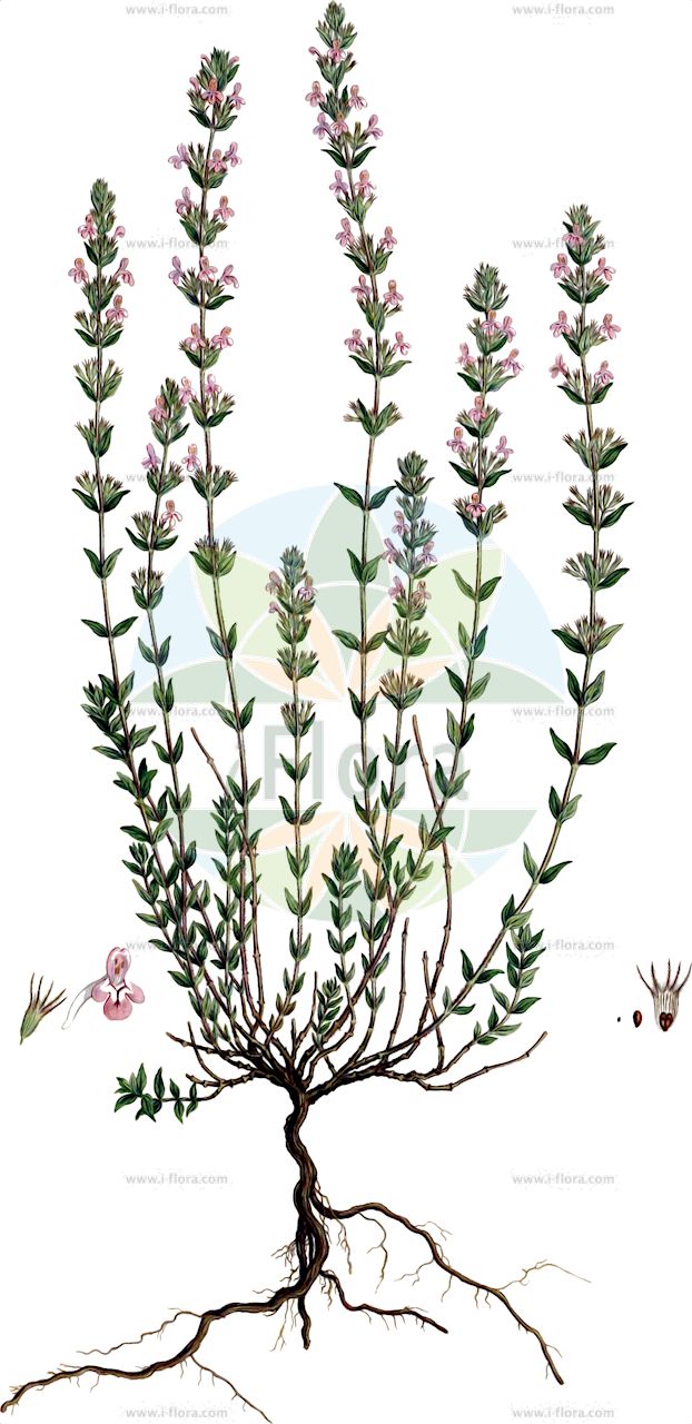 Micromeria graeca - Lamiaceae,Plantae,Pteridobiotina,Angiosperms,Lamiales,Lamiaceae,Micromeria,Micromeria graeca,Clinopodium graecum, Satureja graeca,Griechische Bergminze;micromérie de Grèce;micromérie grecque;sarriette grecque;ajedrea de monte;colicosa;hisopo bravo;poleo de varillas;tomillo de invierno;tomillo rojo;issopo meridionale;micromeria greca;hissopo-bravo;микромерия греческая;пахучка греческая;boğumcuk;bishtmi;herba d'olives;micromèria grega;grčka bresina