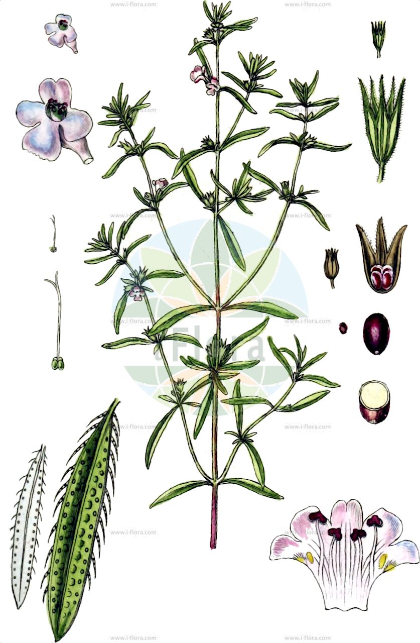 Satureja hortensis - Lamiaceae,Plantae,Pteridobiotina,Angiosperms,Lamiales,Lamiaceae,Satureja,Satureja hortensis,Clinopodium hortense, Clinopodium pachyphyllum, Satureja altaica, Satureja brachiata, Satureja filicaulis, Satureja hortensis var. distans, Satureja laxiflora subsp. zuvandica, Satureja litwinowii, Satureja officinarum, Satureja pachyphylla, Satureja viminea, Satureja zuvandica, Thymus cunila,Sommer-Bohnenkraut;Echtes Bohnenkraut;Kölle;Sarriette commune;sarriette des jardins;herbe de Saint Julien;poivre d'âne;sadrée;sarriette annuelle;savourée;ajedrea comun;ajedra de jardin;ajedra de jardín;ajedrea común;ajedrea;ajedrea blanca;ajedrea de jardín;albahaca de tomillo;calamento blanco;hisopillo;hisopo montesino;saborea;tomillo real;Santoreggia domestica;coniella;satureia;santoreggia;boonenkruid;segurelha;erva-das-azeitonas;alfavaca-do-campo;remédio-do-vaqueiro;segurelha-anual;segurelha-das-hortas;чабер рыхлоцветковый;чабер садовый;çibriska;trumzë;hisopeta;saborija;sajolida;sajolida de jardí;senyorida de jardí;vrtni čubar;kup-andmat;sommarkyndel;vrtni šetraj;borsikafű;saturejka zahradní;saturejka záhradná;чабер садовий;градинска чубрица