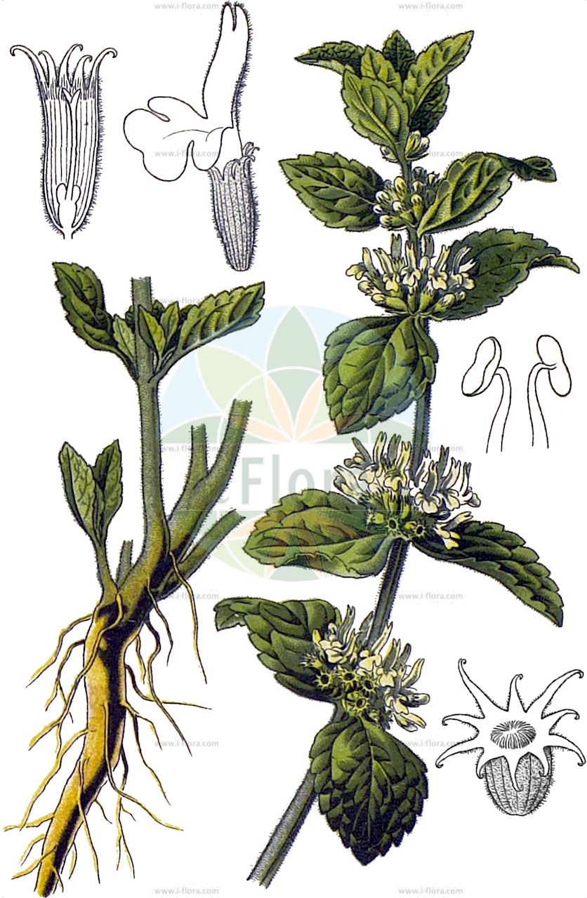 Marrubium vulgare - Lamiaceae,Plantae,Pteridobiotina,Angiosperms,Lamiales,Lamiaceae,Marrubium,Marrubium vulgare,Marrubium album, Marrubium apulum, Marrubium ballotoides, Marrubium germanicum, Marrubium hamatum, Marrubium hyperleucum, Marrubium hyperleucum var. brevidens, Marrubium hyperleucum var. comosum, Marrubium uncinatum, Marrubium vaillantii, Marrubium vulgare subsp. apulum, Marrubium vulgare subsp. oligodon, Marrubium vulgare var. apulum, Marrubium vulgare var. caucasicum, Marrubium vulgare var. gossypinum, Marrubium vulgare var. lanatum, Marrubium vulgare var. microphyllum, Marrubium vulgare var. vaillantii, Prasium marrubium,Gewöhnlicher Andorn;Echter Andorn;Gemeiner Andorn;Andorn;white horehound;common horehound;horehound;Marrube commune;marrube commun;marrochemin;herbe vierge;bonhomme;marrube;marrube blanc;marrube des champs;marrube officinal;marrube vulgaire;marrubio blanco;mastranto;malvarubia;toronjil cuyano;alcar;berrumbi;camarruego;juanrubio;malrubio;malva de sapo;manrubio;manrubio blanco;manrubio infernal;marrol;marrubio;marrubio común;marruebo;marrueco;marruego;marrullo;menta de burro;morruego;pelusilla;Marrubio comune;erba apiola;marrubio;mentastro;robbio;mannetjes-ereprijs;Mariette-klokje;witte andoorn;witte malrove;malrove;erva-virgem;incenso;marroio;marroio-branco;marroio-de-frança;marroio-vulgar;marrolho;шандра обыкновенная;karaderme;maruba e rëndomtë;marubë;malrèbol;malroig blanc;malrubí;malrubí blanc;manrubio blanc;marreus;marubio;melrubí;obična marulja;kransborre;szanta zwyczajna;navadna črna meta;orvosi pemetefű;jablečník obecný;unguraș;jablčník obyčajný;шандра звичайна;блага трева;обикновен пчелник;пчелинок;пчелник;ürt-penimünt;parastā marūbija;borremynte;valkohurtanminttu;бели тетрљан;обична мацина трава;обични тетрљан;marmar matzui;מַרְמַר מָצוּי;paprastoji šantra;σκουλόχορτο;ōu xià zhì cǎo shǔ;欧夏至草属