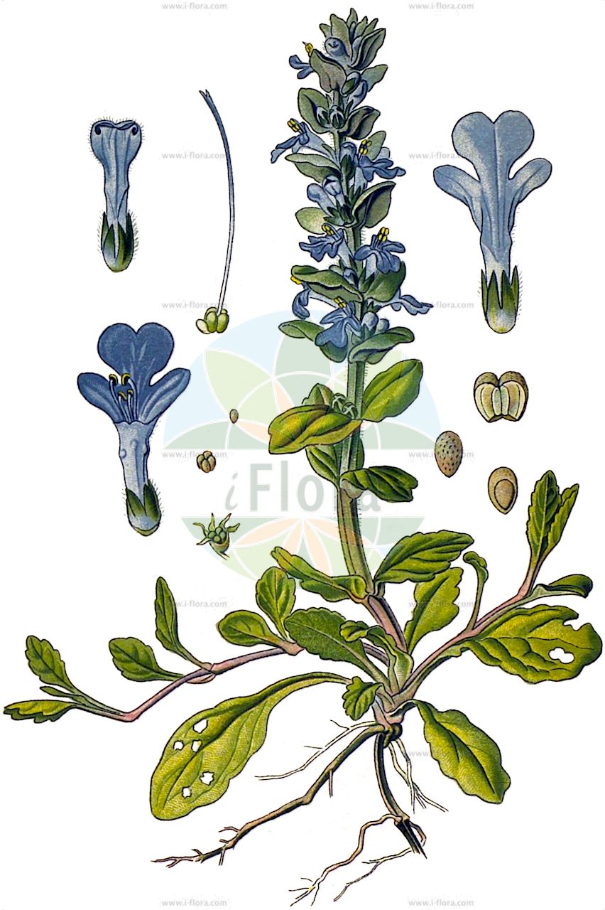 Ajuga reptans - Lamiaceae,Plantae,Pteridobiotina,Angiosperms,Lamiales,Lamiaceae,Ajuga,Ajuga reptans,Ajuga abnormis, Ajuga alpina, Ajuga barrelieri, Ajuga breviproles, Ajuga candolleana, Ajuga densiflora, Ajuga nanti, Ajuga pyramidalis, Ajuga repens, Ajuga reptans subvar. densiflora, Ajuga reptans var. alba, Ajuga reptans var. albiflora, Ajuga reptans var. alpina, Ajuga reptans var. caerulea, Ajuga reptans var. lerezana, Ajuga reptans var. pyramidata, Ajuga reptans var. rubra, Ajuga stolonifera, Ajuga vulgaris, Ajuga vulgaris prol. candolleana, Ajuga vulgaris subsp. abnormis, Ajuga vulgaris subsp. nantii, Ajuga vulgaris subsp. reptans, Ajuga vulgaris var. bifera, Ajuga vulgaris var. breviproles, Ajuga vulgaris var. stolonifera, Bugula decumbens, Bugula reptans, Bugula reptans var. hirsuta, Teucrium reptans,Kriech-Günsel;Kriechender Günsel;Purpur-Günsel;bugle;carpet bugle;common bugle;Bugle rampante;bugle stolonifère;petite consoude;consoude moyenne;consyre moyenne;dorve;herbe à la coupasse;herbe à maout;herbe au charpentier;herbe de St-Laurent;ayuga;búgula;consuelda media;pinillo;búguea;corocha;hierba de las balsas;sage verdadero;suelda;Bugula;Consolida;Iva comune;consolida mezzana;ツルジユウニヒトエ;erba di San Lorenzo;kruipend zenegroen;lingua-de-boi;ajuga;ajuga-rasteira;búgula;búgula-reptante;cansolda-média;consolda-média;consolda-mediana;erva-carocha;erva-de-são-lourenço;erva-férrea;língua-de-boi;viuvinha;живучка ползучая;живушка ползучая;meryem saçı;ajuga zvarranike;ajugës;búgula;consolda;consolda mitjana;esquiva;mitjana;puzajuća ivica;revsuga;krybende læbeløs;dąbrówka rozłogowa;セイヨウジュウニヒトエ;セイヨウキランソウ;アユガ;tsuru-jûnihitoe;seiyô-kiran-sô;seiyô-jûnihitoe;ayuga;ツルジユウニヒトエ;plazeči skrečnik;indás ínfű;zběhovec plazivý;tămîiţă;vineriţă;vinețică;zbehovec plazivý;горлянка повзуча;аюга;пълзящо срещниче;roomav akakapsas;ložņu cekuliņš;krypjonsokkoll;rönsyakankaali;пузава ивица;šliaužiančioji vaisgina