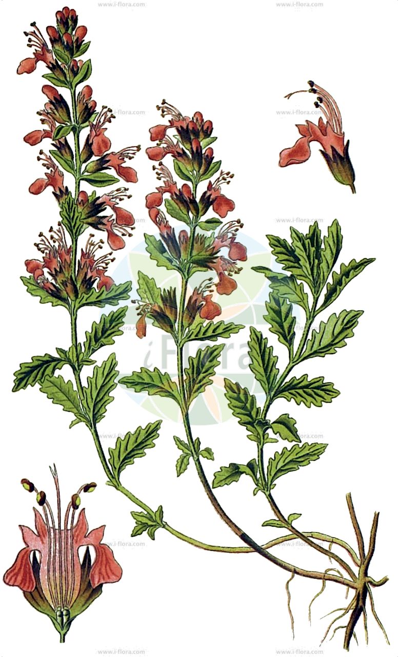Teucrium chamaedrys - Lamiaceae,Plantae,Pteridobiotina,Angiosperms,Lamiales,Lamiaceae,Teucrium,Teucrium chamaedrys,Teucrium veronicifolium,Edel-Gamander;Echter Gamander;wall germander;common germander;midget;wild germander;Germandrée commune;germandrée petit-chêne;calamandrier;chasse-fièvre;chêneau;chênette;germandrée officinale;herbe des fièvres;petit chêne;sauge amère;thériaque d'Angleterre;carrasquilla;beltrónica;betónica menor;camedrio;carmesio;encinilla;germandrina;hierba del carmesio;roblecillo;Camedrio comune;calamandrea;querciola;calandrina;kruisblad-wolfsmelk;echte gamander;carvalhinha;camédrios;carvalho-pequeno;erva-carvalha;erva-carvalhinha;дубровник красивый;дубровник обыкновенный;дубровник пурпуровый;дубровник Стевена;kısamahmut;arra;arrsi;dushk i vogël;alzineta;auledella;auzineta;bretònica;camèdit;camedris;herba de san Doménech;timó;xamedrios;obični dubačac;ożanka właściwa;navadni vrednik;sarlós gamandor;ožanka kalamandra;tumbeț;hrdobarka obyčajná;hrdobarka pravá;самосил гайовий;червено подъбиче;поваљени дубачац;храстолисни дубачац;χαμοδρυά;arra