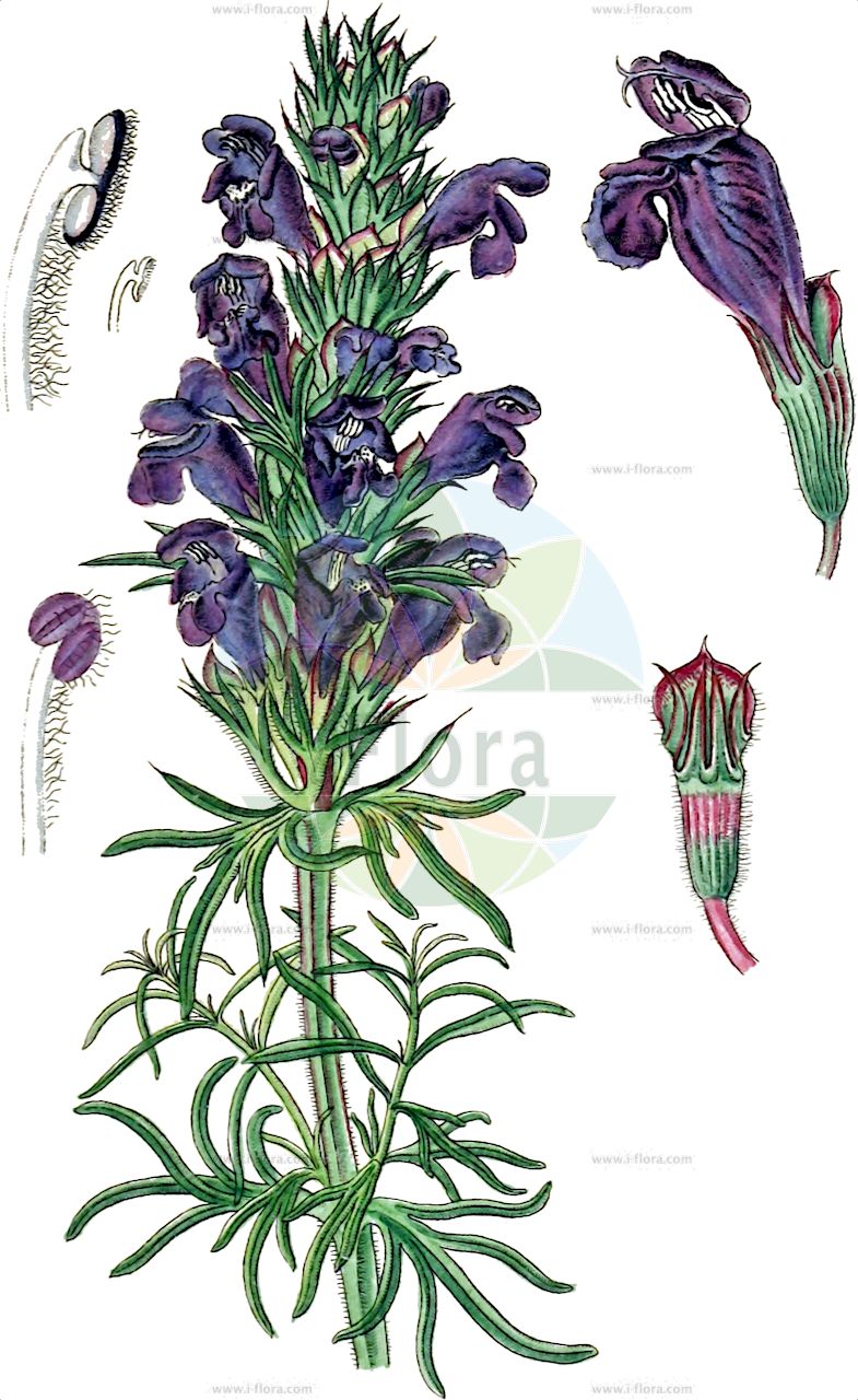 Dracocephalum austriacum - Lamiaceae,Plantae,Pteridobiotina,Angiosperms,Lamiales,Lamiaceae,Dracocephalum,Dracocephalum austriacum,Dracontocephalum lacineatum, Ruyschiana austriaca, Ruyschiana laciniata, Zornia partita,Östereichischer Drachenkopf;Österreichischer Drachenkopf;Österreicher Drachenkopf;Tête de Dragon d'Autriche;dracocéphale d'Autriche;tête-de-dragon d'Autriche;Melissa austriaca;змееголовник австрийский;ejderotu;osztrák sárkányfű;včelník rakouský;mătăciune;včelník rakúsky;змієголовник австрійський