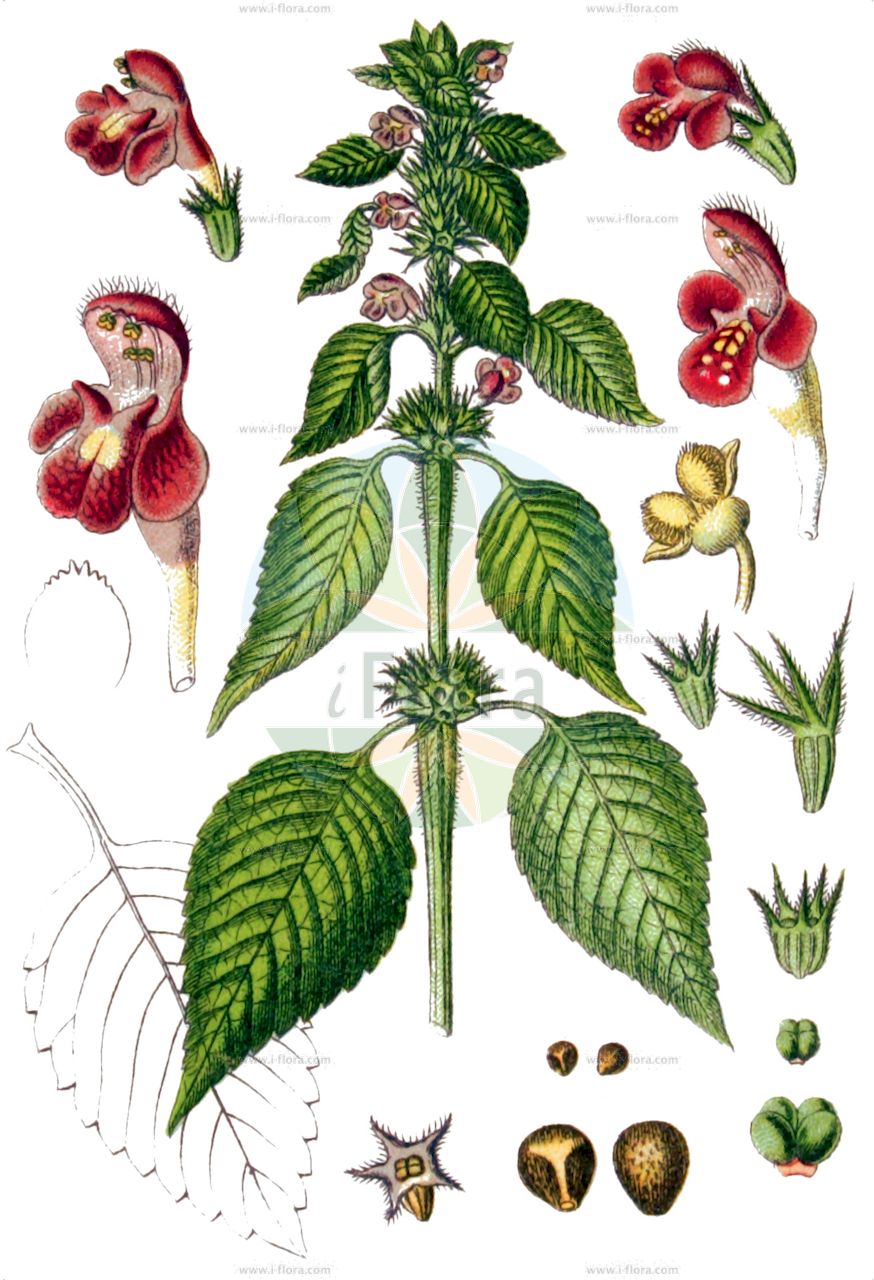 Galeopsis pubescens - Lamiaceae,Plantae,Pteridobiotina,Angiosperms,Lamiales,Lamiaceae,Galeopsis,Galeopsis pubescens,Galeopsis ladanum var. grandiflora, Galeopsis murriana, Galeopsis nodosa var. sulphurea, Galeopsis pubescens var. carthusianorum, Galeopsis pubescens var. minor, Galeopsis pubescens var. mollis, Galeopsis speciosa subsp. sulphurea, Galeopsis subspeciosa, Galeopsis sulphurea, Galeopsis tetrahit subsp. pubescens, Galeopsis tetrahit subsp. pubescens, Galeopsis tetrahit var. pubescens, Galeopsis variegata, Galeopsis versicolor, Galeopsis versicolor var. sulphurea, Galeopsis walteriana, Tetrahit sulphureum,Weichhaariger Hohlzahn;Gewöhnlicher Weichhaariger Hohlzahn;Flaum-Hohlzahn;Schwefelgelber Hohlzahn;Weicher Hohlzahn;downy hemp-nettle;hairy hemp-nettle;Galéopsis pubescent;galéopse pubescent;Canapetta pubescente;canapaccia lanosa;mjuk-näva;zachte hennepnetel;пикульник пушистый;galeopsë;dlakavi šupljozub;poziewnik miękkowłosy;puhasti zebrat;pelyhes kenderkefű;konopice pýřitá;konopnica páperistá;konopnica pýritá;жабрій пухнастий;pehmekarvane kõrvik;pūkainais aklis;mykdå;karvapillike;велика смрдљива коприва;пахуљава срба;уродица;plaukuotoji aklė