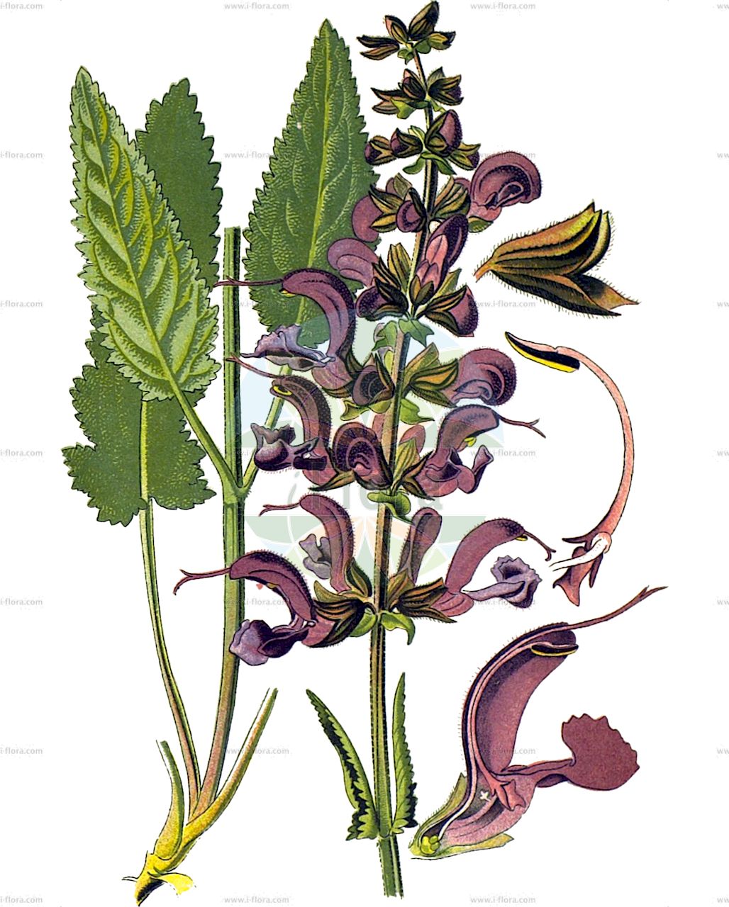 Salvia pratensis - Lamiaceae,Plantae,Pteridobiotina,Angiosperms,Lamiales,Lamiaceae,Salvia,Salvia pratensis,Gallitrichum pratense, Plethiosphace pratensis, Salvia pratensis var. caerulea, Sclarea pratensis,Wiesen-Salbei;meadow clary;meadow sage;introduced sage;Sauge des prés;sauge commune;salvia de los prados;gallocresta rústica;gallocresta silvestre;hormigón de prados;salvia pratense;savia;tárrago;Salvia comune;salvia dei prati;veldsalie;шалфей луговой;sherbelë;sherbelë e livadheve;madrona;sàlvia de prat;tàrrec;tàrrec de prat;tarró;livadna kadulja;ängssalvia;eng-salvie;szałwia łąkowa;travniška kadulja;mezei zsálya;šalvěj luční;salvie de cîmp;šalvia lekárska;šalvia lučná;шавлія лучна;ливаден конски босилек;aassalvei;pļavas salvija;engsalvie;niittysalvia;дивља кадуља;ливадарка жалфија;ливадна кадуља;pievinis šalavijas