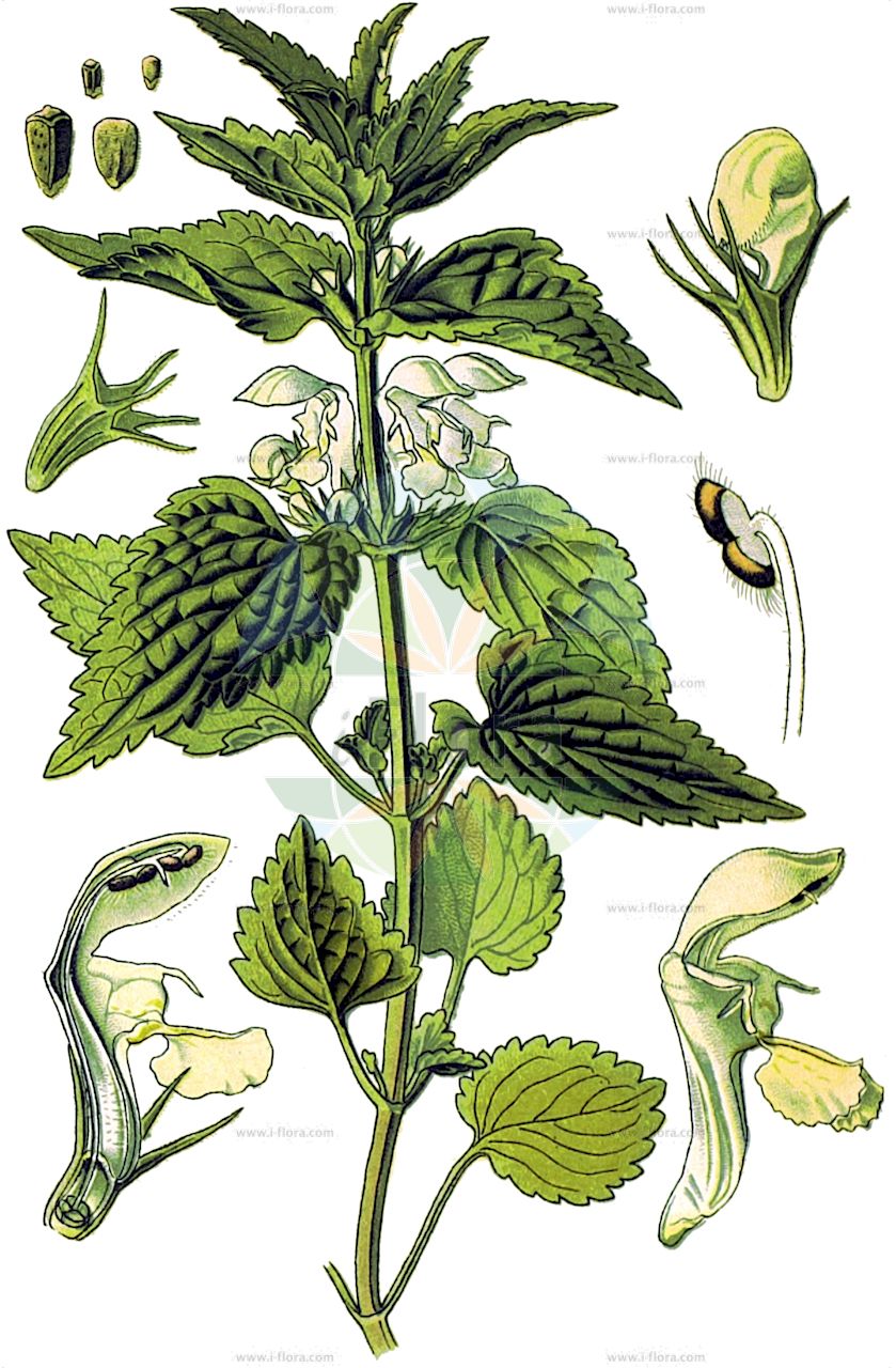 Lamium album - Lamiaceae,Plantae,Pteridobiotina,Angiosperms,Lamiales,Lamiaceae,Lamium,Lamium album,Lamium vulgatum, Lamium vulgatum var. album,Weiße Taubnessel;Weisse Bienensaug;white dead-nettle;white archangel;Lamier blanc;ortie blanche;archangélique;fausse ortie;lamion;marachemin;ortie morte;pied de poule;lamio blanco;ortiga muerta blanca;ortiga blanca;ortiga muerte;Falsa ortica bianca;ortica bianca;lamio bianco;ortica morta;falsa-ortica bianca;ortica muta;Manna-es;witte dovenetel;urtiga-branca;яснотка белая;balıcak;ortiga morta;ortiga morta blanca;bijela mrtva kopriva;malve-reigersbek;vit plister;døvnælde;jasnota biała;odorikoso;bela mrtva kopriva;fehér árvacsalán;hluchavka bílá;urzică moartă;hluchavka biela;глуха кропива біла;бяла мъртва коприва;valge iminõges;baltā panātre;dauvnesle;valkopeippi;ljósatvítönn;бела мртва коприва;baltažiedė notrelė;λευκό λάμιο;duǎn bǐng zhī ma;短柄野芝麻