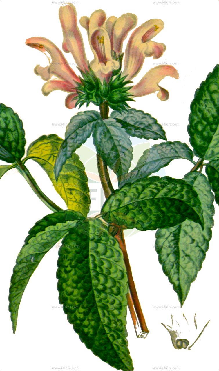 Cedronella canariensis - Lamiaceae,Plantae,Pteridobiotina,Angiosperms,Lamiales,Lamiaceae,Cedronella,Cedronella canariensis,Brittonastrum triphyllum, Cedronella madrensis, Cedronella triphylla, Dracocephalum balsamicum, Dracocephalum canariense, Dracocephalum ternatifolium,thé des Canaries;hortelã-de-burro;hortelã-de-cabra;mentastro