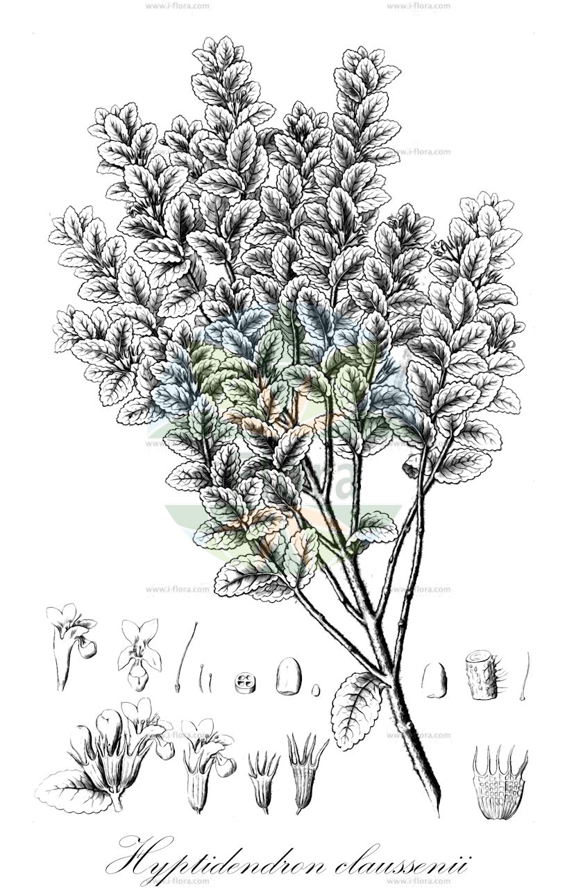 Hyssopus officinalis - Lamiaceae,Plantae,Pteridobiotina,Angiosperms,Lamiales,Lamiaceae,Hyssopus,Hyssopus officinalis,Hyssopus officinalis var. vulgaris, Thymus hyssopus,Echter Ysop;Ysop;Gewöhnlicher Ysop;hyssop;Hysope officinale;hysope;hysope officinal;rabillo de gato;hisopo;hisopillo de los órdenes;hisopillo húmedo;hisopo común;hisopo hortelano;hisopo real;rabillo;rabillo de gato de los colmeneros;Issopo;hysop;hissopo;erva-sagrada;hissopo-das-farmácias;иссоп лекарственный;zufa otu;hisop;asperge;herba d'Alcaná;herbeta d'Alcaná;hisop;ljekoviti sipan;isop;hisoppu;yanagihakka;ヒソップ;ヤナギハッカ;navadni ožepek;kerti izsóp;yzop lékařský;yzop lekársky;гісоп лікарський;лечебни исоп;shén xiāng cǎo;神香草
