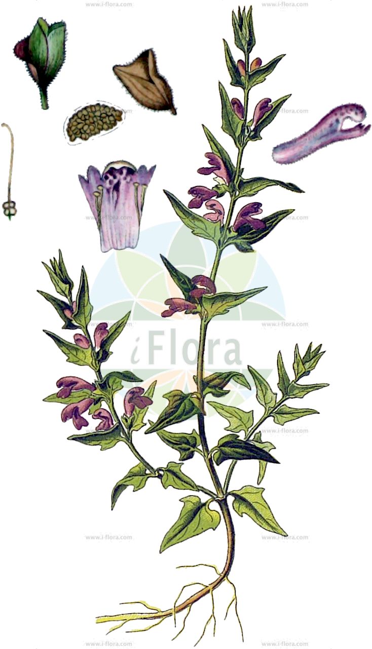Scutellaria minor - Lamiaceae,Plantae,Pteridobiotina,Angiosperms,Lamiales,Lamiaceae,Scutellaria,Scutellaria minor,Cassida minor, Cassida minor, Scutellaria galericulata subsp. minor, Scutellaria hastifolia, Scutellaria minor var. elatior, Scutellaria pumila,Kleines Helmkraut;lesser skullcap;south american skullcap;toque mineure;petite toque;petite scutellaire;scutellaire mineure;scutellaire naine;tercianaria menor;scutellaria minore;kruipende boterbloem;klein gliedkruid;klein glidkruid;escutelária;шлемник малый;escutel·lària;små frossört