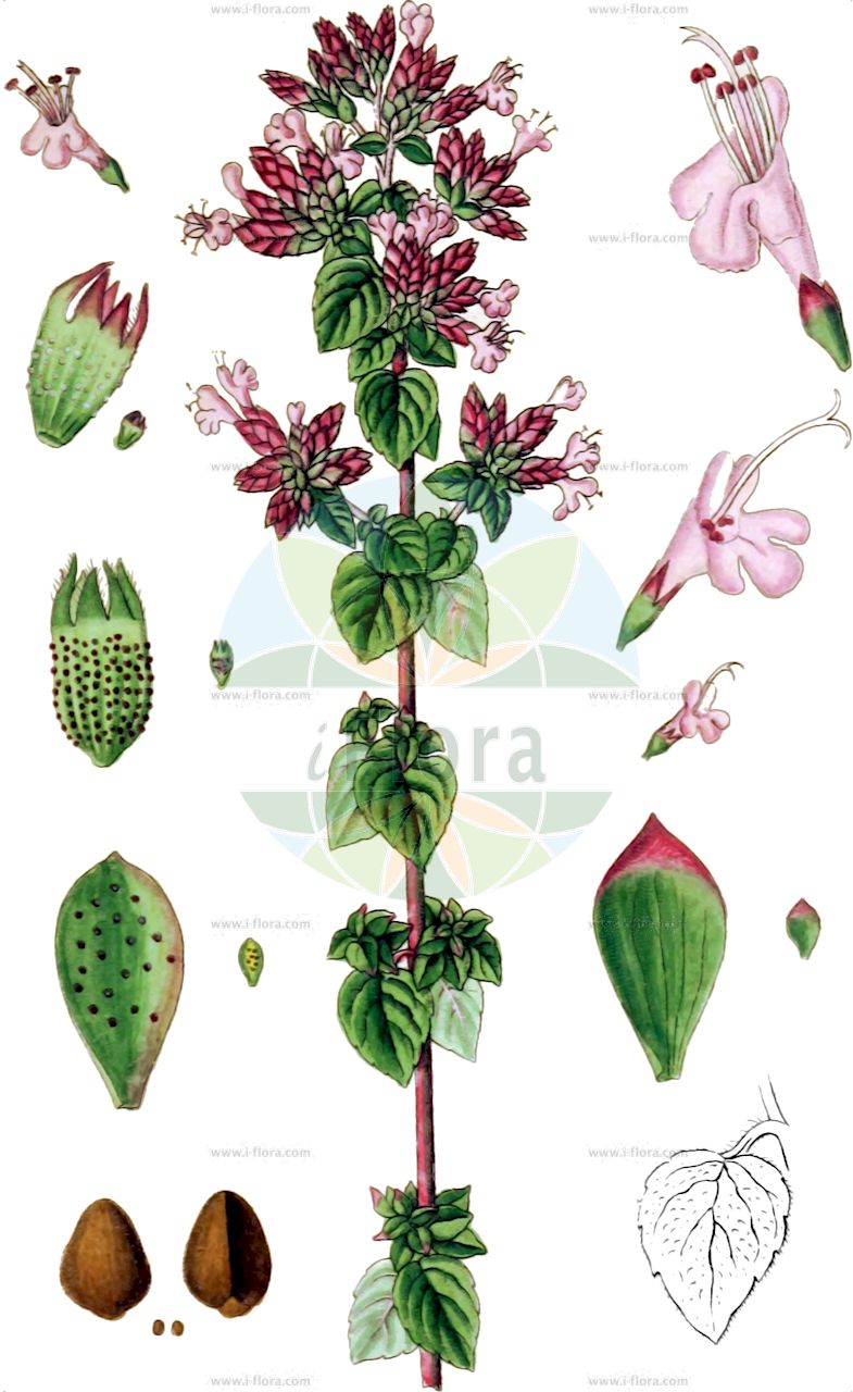 Origanum vulgare - Lamiaceae,Plantae,Pteridobiotina,Angiosperms,Lamiales,Lamiaceae,Origanum,Origanum vulgare,Origanum floridum, Thymus origanum,Gewöhnlicher Dost;Dost;Wintermajoran;Falscher Staudenmajoran;Wilder Majoran;Echter Dost;wild marjoram;bastard marjoram;common marjoram;oregano;Marjolaine;Origan;marjolaine sauvage;origan commun;marjolaine bâtarde;marjolaine d'Angleterre;marjolaine vivace;origan vulgaire;pelevoué;pied de lit;thé rouge;thym de berger;oregano comun;oregano común;orégano común;furiégano;hierba botifarrera;orégano;organo;perigüel;té rojo;zenojo;Origano comune;acciughero;maggiorana selvatica;origano;arigano;cornabusa;regano;rianu;rigano;wilde marjolein;ouregão;manjerona;душица обыкновенная;karakınık;çaj mali;mansuranë;rigon;fainó;herba de butifarra;majorana;moraduix;orega;orenga;té roig;obični mravinac;kungsmynta;lundmejram;merian;lebiodka pospolita;hanahakka;oregano;オレガノ;ハナハッカ;navadna dobra misel;szurokfű;dobromysl obecná;șovîrv;pamajorán obyčajný;материнка звичайна;обикновен риган;риган;harilik pune;parastā raudene;bergmynte;mäkimeirami;обични мравинац;paprastasis raudonėlis;αγριορίγανη;niú zhì;牛至