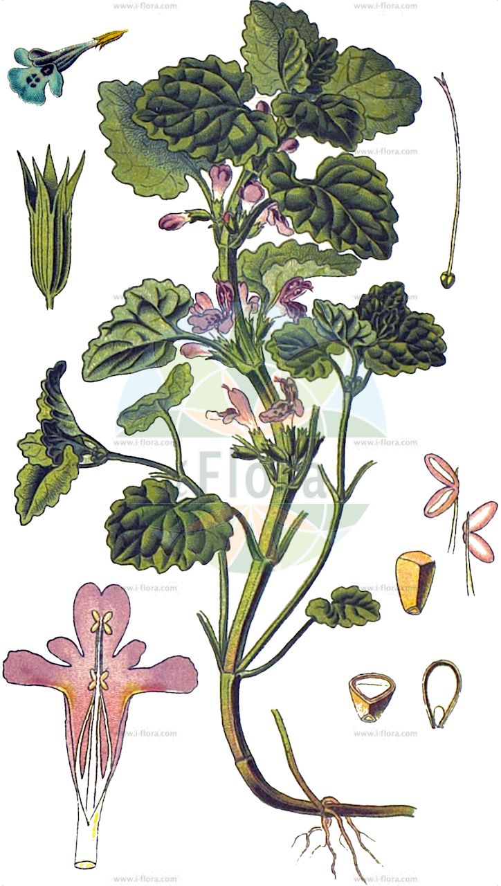 Glechoma hederacea - Lamiaceae,Plantae,Pteridobiotina,Angiosperms,Lamiales,Lamiaceae,Glechoma,Glechoma hederacea,Calamintha hederacea, Chamaecissos hederaceus, Chamaeclema hederacea, Glechoma borealis, Glechoma bulgarica, Glechoma hederacea f. rosea, Glechoma hederacea f. verticillata, Glechoma hederacea subsp. glabriuscula, Glechoma hederacea subsp. serbica, Glechoma hederacea unr. brevipetiolatum, Glechoma hederacea unr. microcalyx, Glechoma hederacea unr. variegata, Glechoma hederacea unr. villosa, Glechoma hederacea var. breviflora, Glechoma hederacea var. glabriuscula, Glechoma hederacea var. grandiflora, Glechoma hederacea var. grandifolia, Glechoma hederacea var. heterophylla, Glechoma hederacea var. hirsuta, Glechoma hederacea var. humilior, Glechoma hederacea var. magna, Glechoma hederacea var. major, Glechoma hederacea var. micrantha, Glechoma hederacea var. micrantha, Glechoma hederacea var. montana, Glechoma hederacea var. parvifolia, Glechoma hederacea var. umbrosa, Glechoma heterophylla, Glechoma intermedia, Glechoma lobulata, Glechoma longicaulis, Glechoma magna, Glechoma micrantha, Glechoma repens, Glechoma rigida, Glechoma rotundifolia, Glechoma serbica, Glechonion hederaceum, Nepeta glechoma, Nepeta glechoma var. hirsuta, Nepeta hederacea, Nepeta hederacea f. albovariegata, Nepeta rigida,Gewöhnlicher Gundermann;Gundermann;Echte Gundelrebe;Gundelrebe;Efeu-Gundermann;Gewöhnliche Gundelrebe;Haarige Gundelrebe;ground-ivy;creeping charlie;gill-over-the-ground;Lierre terrestre;Lierre terrestre commun;gléchome faux-lierre;rondette;rondelote;azérole;couronne de terre;courroie de St-Jean;drienne;herbe de St-Jean;herbe du bonhomme;lierret;rondelette;rondote;terrette;hiedra terrestre;yedra terrestre;zapatitos de la virgen;Edera terrestre;corona di terra;erba di San Giovanni;hondsdraf;aardveil;hera-terrestre;erva-de-são-joão;malvela;sanguina;будра плющевидная;glekoma në tratjë urthi;glekomë;heura caiguda;heura de terra;heura terrena;puzava dobričica;jordreva;korsknap;bluszczyk kurdybanek;kakidoshi;bršljanasta grenkuljica;kerek repkény;popenec břečťanovitý;popenec obecný;rotungioară;zádušník brečtanovitý;розхідник звичайний;бабичева трева;бръшлянова самобайка;бръшлянолистна самобайка;върболиче;глехома пъстролистна;самобайка;harilik maajalg;efeju sētložņa;korsknapp;maahumala;обична добричица;šliaužiančioji tramažolė;χαμοκισσός;ōu huó xuè dān;欧活血丹