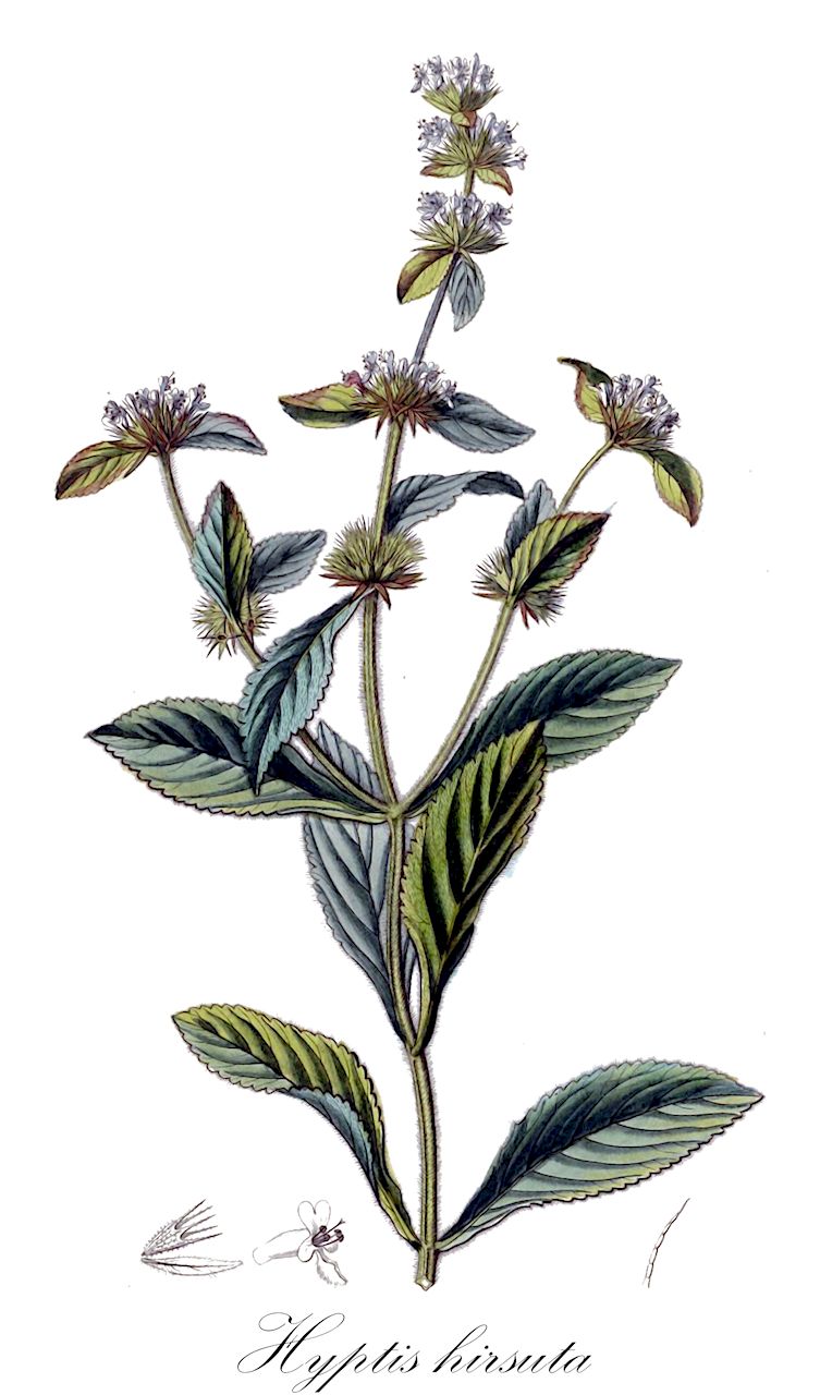 Hyptis hirsuta - Lamiaceae,Plantae,Pteridobiotina,Angiosperms,Lamiales,Lamiaceae,Hyptis,Hyptis hirsuta,Hyptis hirsuta var. villosior, Hyptis siderotricha, Mesosphaerum hirsutum, Mesosphaerum siderotrichum