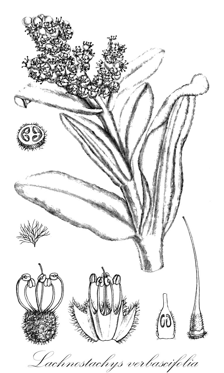 Lachnostachys verbascifolia - Lamiaceae,Plantae,Pteridobiotina,Angiosperms,Lamiales,Lamiaceae,Lachnostachys,Lachnostachys verbascifolia