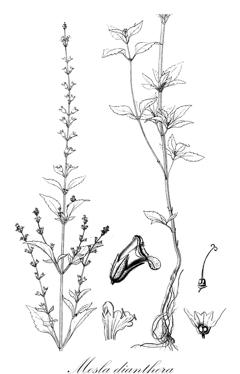 Mosla dianthera - Lamiaceae,Plantae,Pteridobiotina,Angiosperms,Lamiales,Lamiaceae,Mosla,Mosla dianthera,Calamintha clinopodium var. nepalensis, Cunila buchananii, Cunila nepalensis, Hedeoma napalensis, Lumnitzera ocimoides, Lumnitzera ocymoides, Lycopus diantherus, Melissa nepalensis, Moschosma ocymoides, Mosla dianthera var. nana, Mosla formosana, Mosla grosseserrata, Mosla hirta, Mosla lysimachiiflora, Mosla ocymoides, Mosla remotiflora, Ocimum congestum, Ocimum polycladum, Orthodon diantherus, Orthodon fomosanus, Orthodon grosseserratus, Orthodon grosseserratus var. nanus, Orthodon hirtus, Orthodon hirtus f. nanus, Orthodon lysimachiiflorus, Orthodon mayebaranus, Orthodon punctatus var. tetrantherus, Orthodon tenuicaulis,himejiso
