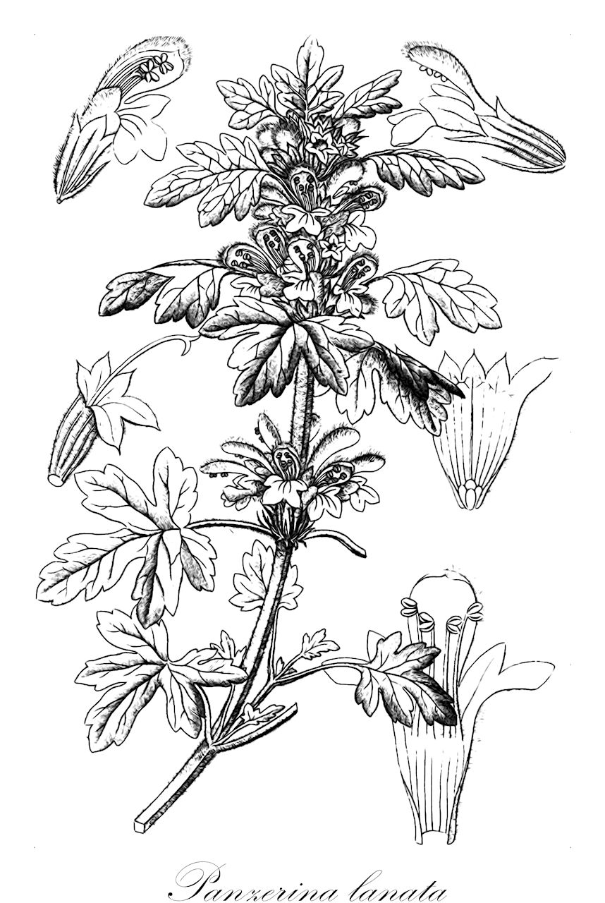 Panzerina lanata - Lamiaceae,Plantae,Pteridobiotina,Angiosperms,Lamiales,Lamiaceae,Panzerina,Panzerina lanata,Ballota lanata, Leonuroides alaschanica, Leonuroides albescens, Leonuroides argyracea, Leonuroides kansuensis, Leonuroides lanata, Leonuroides parviflora, Leonurus lanatus, Panzeria alaschanica, Panzeria albescens, Panzeria argyracea, Panzeria kansuensis, Panzeria lanata, Panzeria lanata f. kansuensis, Panzeria lanata var. albescens, Panzeria lanata var. parviflora, Panzeria parviflora, Panzeria tomentosa, Panzerina argyracea, Panzerina lanata f. alaschanica, Panzerina lanata f. kansuensis, Panzerina lanata subsp. argyracea, Panzerina lanata var. alaschanica, Panzerina lanata var. albescens, Panzerina lanata var. argyracea, Panzerina lanata var. parviflora