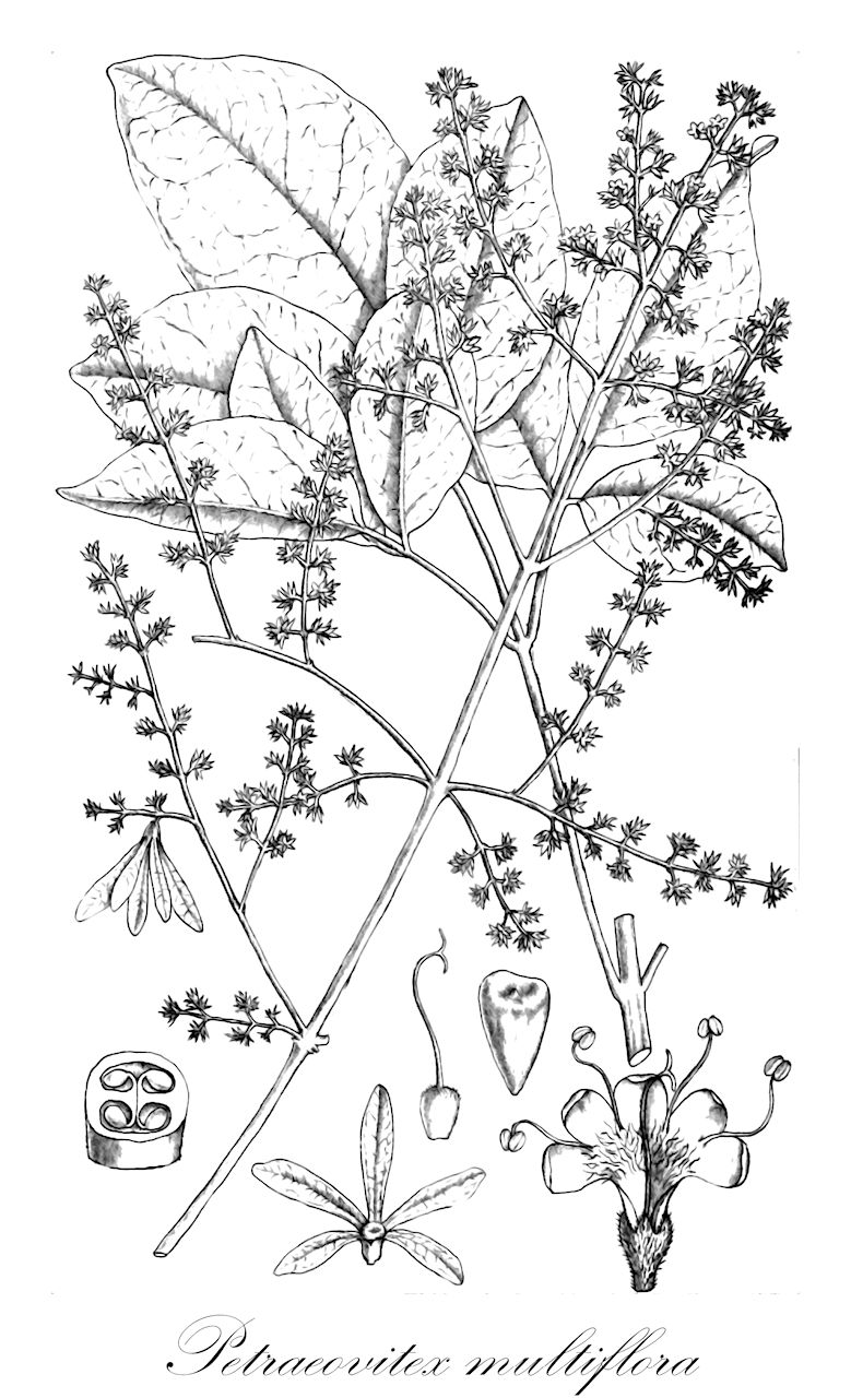 Petraeovitex multiflora - Lamiaceae,Plantae,Pteridobiotina,Angiosperms,Lamiales,Lamiaceae,Petraeovitex,Petraeovitex multiflora,Petraeovitex multiflora var. pubescens, Petraeovitex multiflora var. salomonensis, Petraeovitex pubescens, Petraeovitex riedelii, Petraeovitex riedelii, Petraeovitex sumatrana var. salomonensis