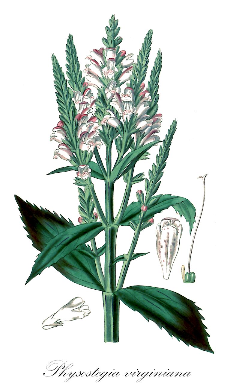 Physostegia virginiana - Lamiaceae,Plantae,Pteridobiotina,Angiosperms,Lamiales,Lamiaceae,Physostegia,Physostegia virginiana,Dracocephalum virginianum,Virginia-Gelenkblume;Gelenkblume;Blasenkelchling;Etagen-Erika;Falscher Drachenkopf
