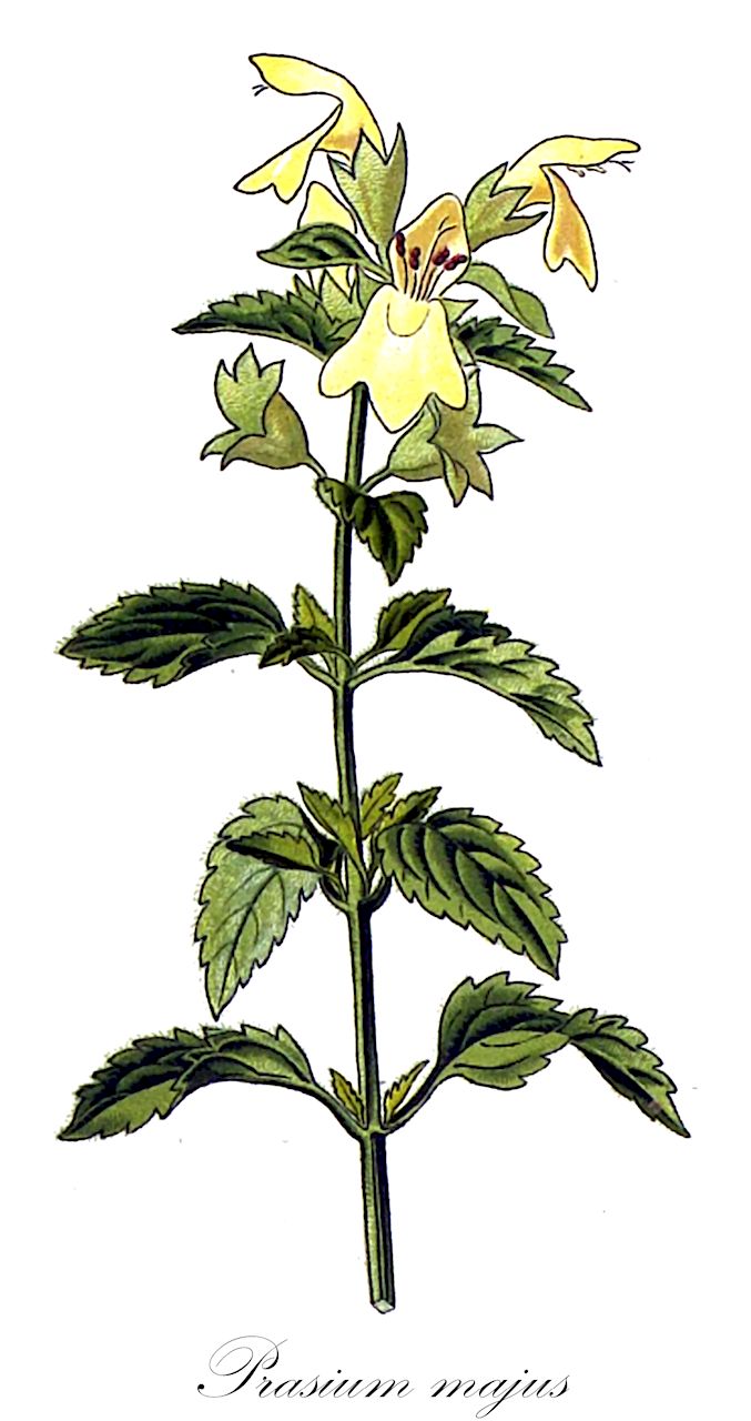 Prasium majus - Lamiaceae,Plantae,Pteridobiotina,Angiosperms,Lamiales,Lamiaceae,Prasium,Prasium majus,Prasium laetum, Prasium majus f. liparitanum, Prasium majus subsp. medium, Prasium majus subsp. neglectum, Prasium majus var. creticum, Prasium majus var. liparitanum, Prasium majus var. minus, Prasium medium, Prasium minus, Stachys major,Großer Klippenziest;grand prasium;grand prason;prason buissonnant;prasio;tè siciliano;mãe-de-esmeralda;prasio;празиум большой;çalıbaba;pras;aranjí bord;vazdazeleni slanovitac;perasyon gadol;פְּרַסְיוֹן גָּדוֹל