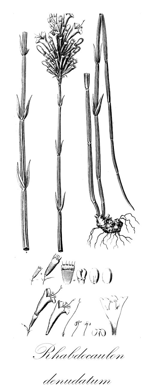 Rhabdocaulon denudatum - Lamiaceae,Plantae,Pteridobiotina,Angiosperms,Lamiales,Lamiaceae,Rhabdocaulon,Rhabdocaulon denudatum,Hedeoma denudata, Keithia denudata