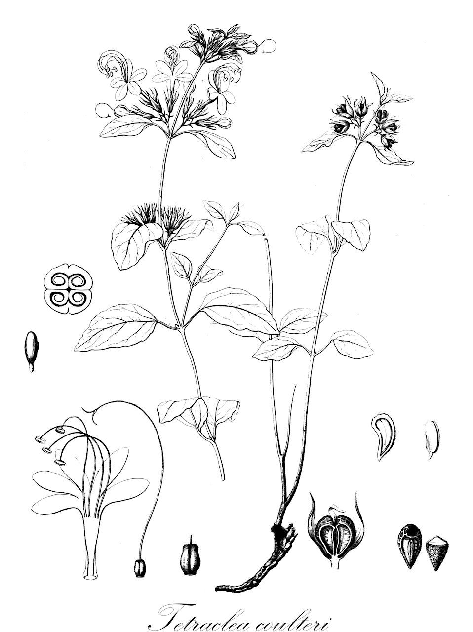 Tetraclea coulteri - Lamiaceae,Plantae,Pteridobiotina,Angiosperms,Lamiales,Lamiaceae,Tetraclea,Tetraclea coulteri,Clerodendrum coulteri, Tetraclea angustifolia, Tetraclea coulteri f. angustifolia, Tetraclea coulteri var. angustifolia, Tetraclea coulteri var. subinclusa, Tetraclea subinclusa, Tetraclea viscida