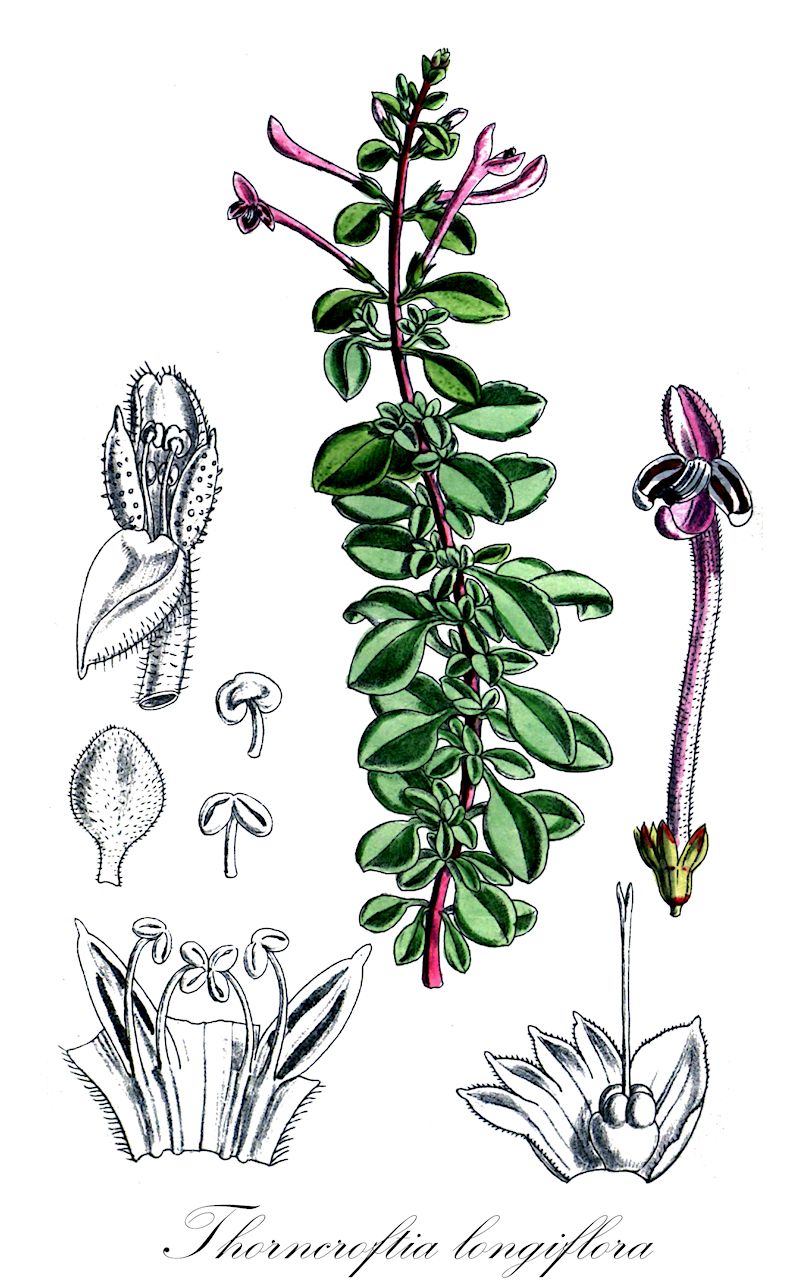 Thorncroftia longiflora - Lamiaceae,Plantae,Pteridobiotina,Angiosperms,Lamiales,Lamiaceae,Thorncroftia,Thorncroftia longiflora