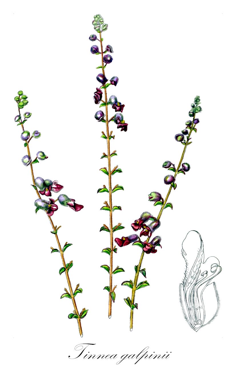 Tinnea galpinii - Lamiaceae,Plantae,Pteridobiotina,Angiosperms,Lamiales,Lamiaceae,Tinnea,Tinnea galpinii