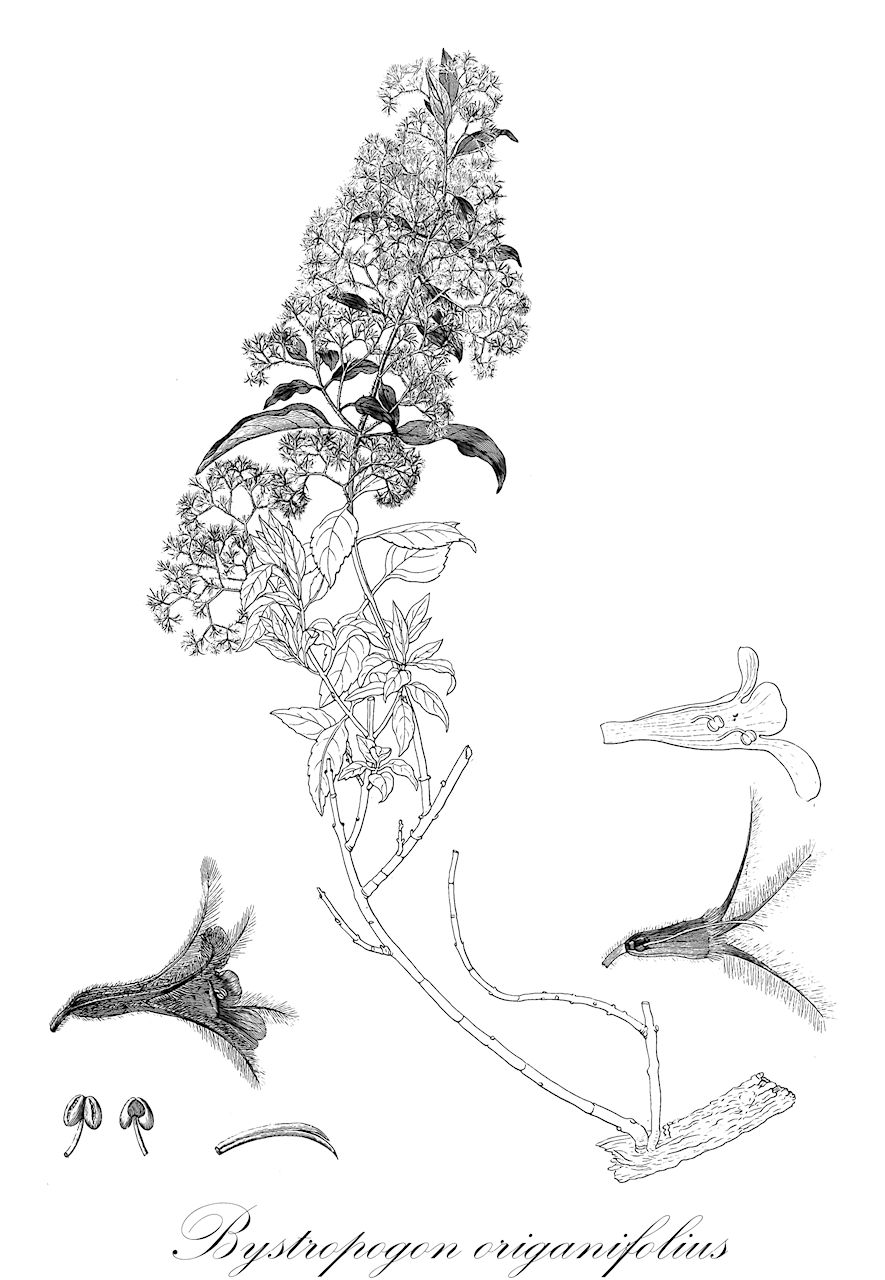 Bystropogon origanifolius - Lamiaceae,Plantae,Pteridobiotina,Angiosperms,Lamiales,Lamiaceae,Bystropogon,Bystropogon origanifolius,Bystropogon plumosus var. origanifolius, Mentha origanifolia
