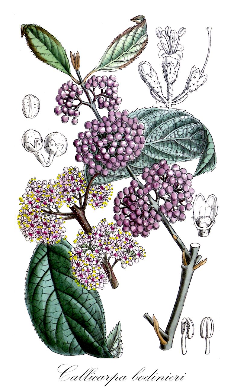 Callicarpa bodinieri - Lamiaceae,Plantae,Pteridobiotina,Angiosperms,Lamiales,Lamiaceae,Callicarpa,Callicarpa bodinieri,Liebesperlenstrauch;Schönfrucht