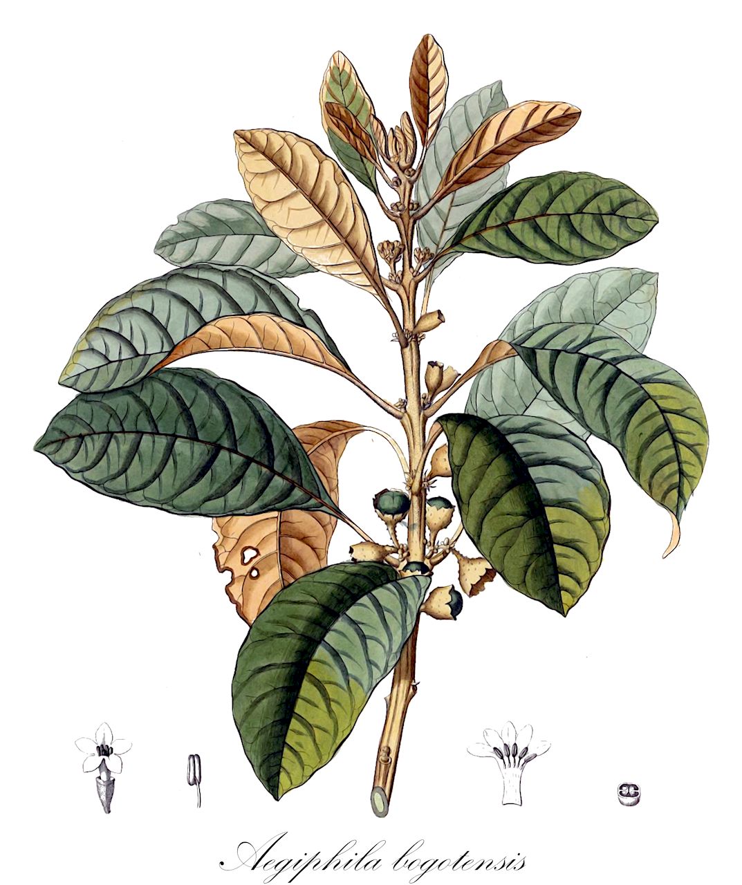 Aegiphila bogotensis - Lamiaceae,Plantae,Pteridobiotina,Angiosperms,Lamiales,Lamiaceae,Aegiphila,Aegiphila bogotensis,Aegiphila bogotensis f. ternata, Aegiphila bogotensis var. aequinoctialis, Aegiphila meridensis, Amerina tomentosa