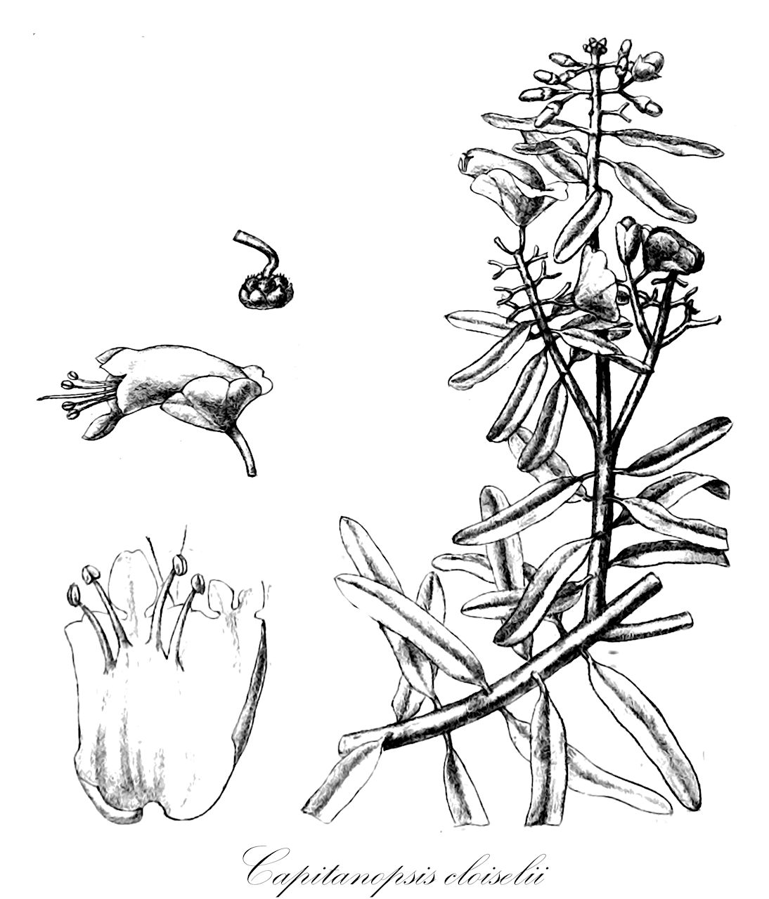 Capitanopsis cloiselii - Lamiaceae,Plantae,Pteridobiotina,Angiosperms,Lamiales,Lamiaceae,Capitanopsis,Capitanopsis cloiselii,Capitanopsis decaryi