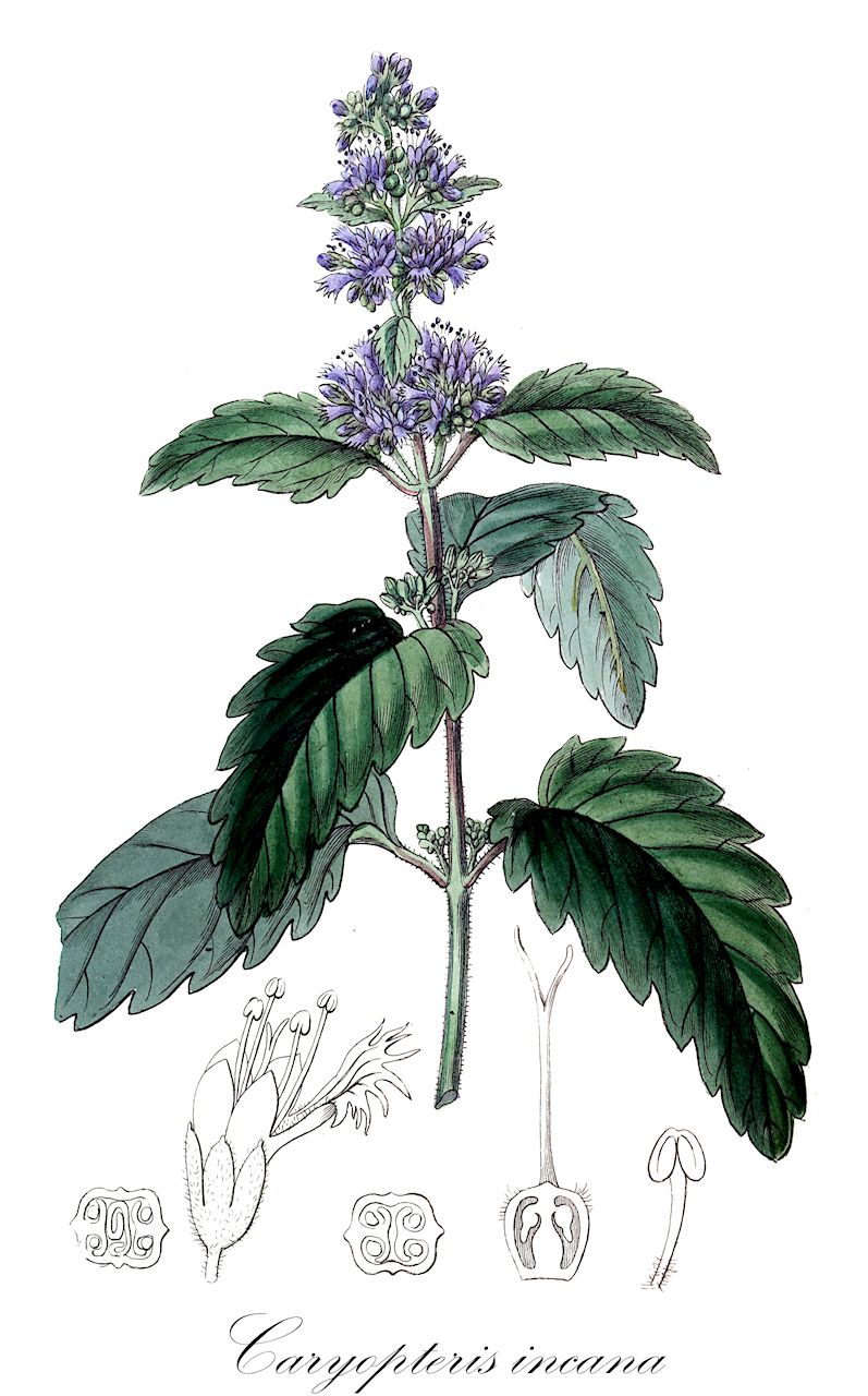 Caryopteris incana - Lamiaceae,Plantae,Pteridobiotina,Angiosperms,Lamiales,Lamiaceae,Caryopteris,Caryopteris incana,Nepeta incana