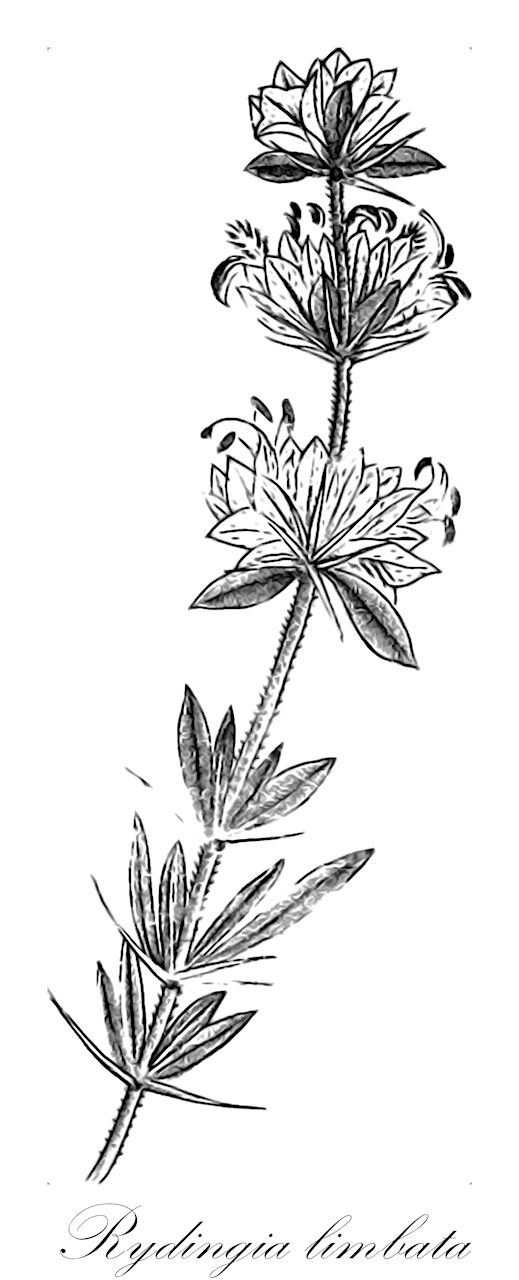 Rydingia limbata - Lamiaceae,Plantae,Pteridobiotina,Angiosperms,Lamiales,Lamiaceae,Rydingia,Rydingia limbata,Ballota limbata, Otostegia limbata